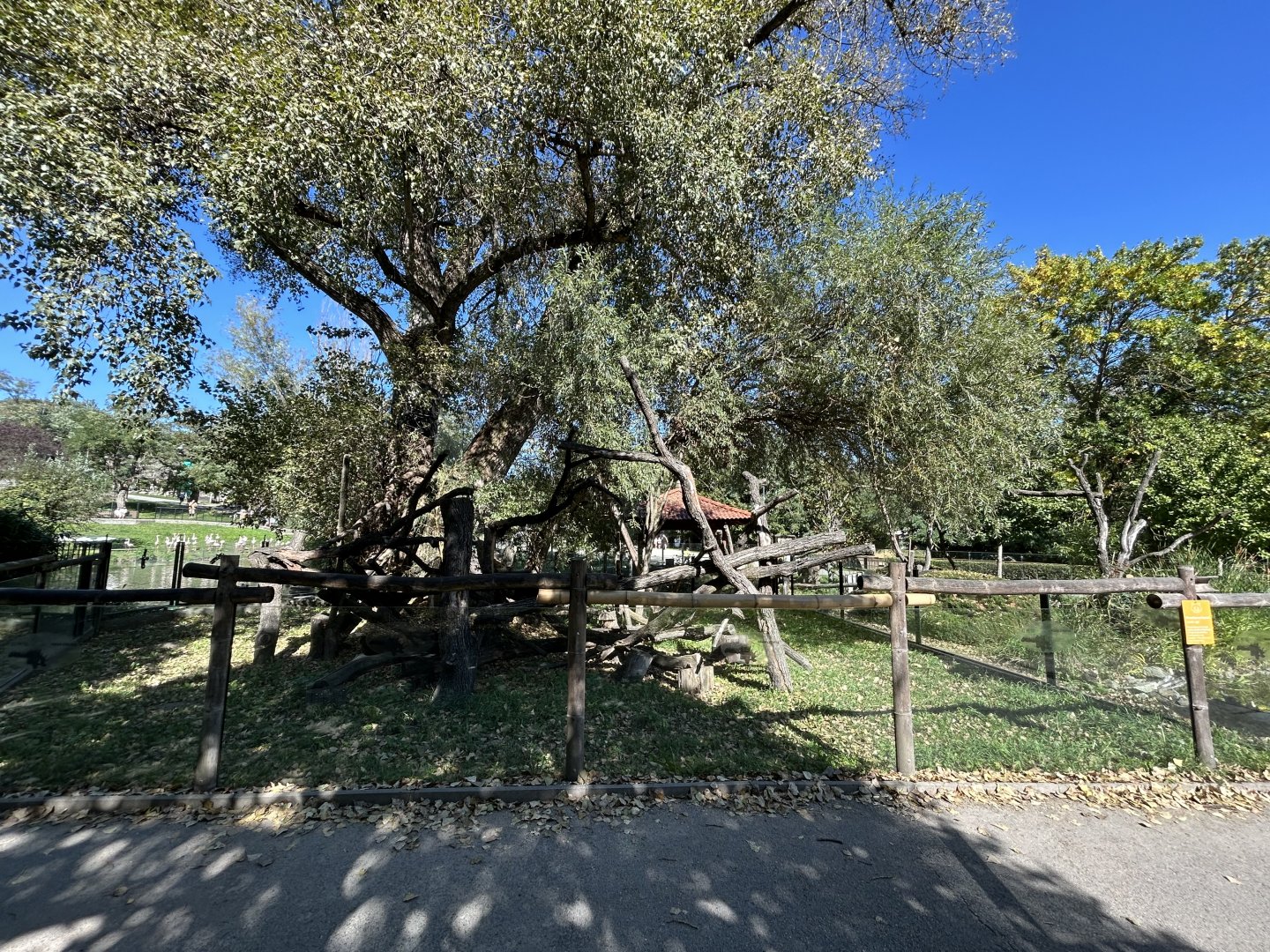 Red Panda Exhibit #2