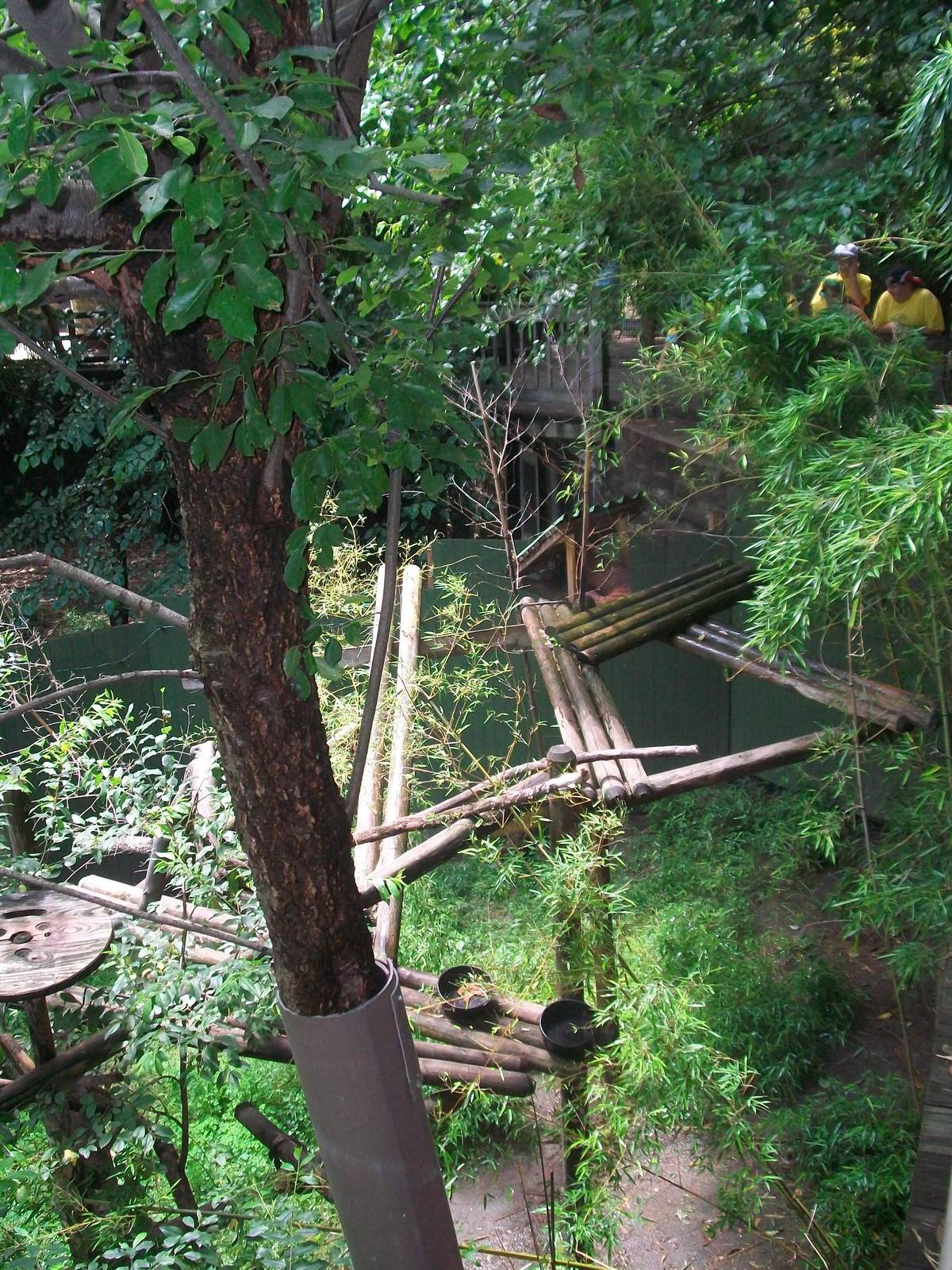 Red Panda Exhibit - 2009