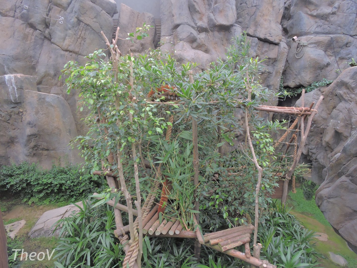 Red panda exhibit [2016]