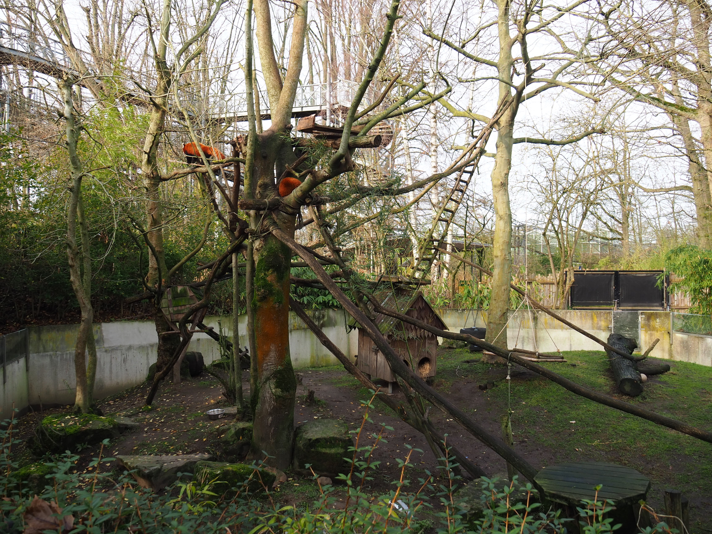 Red panda exhibit, 2020-01-11