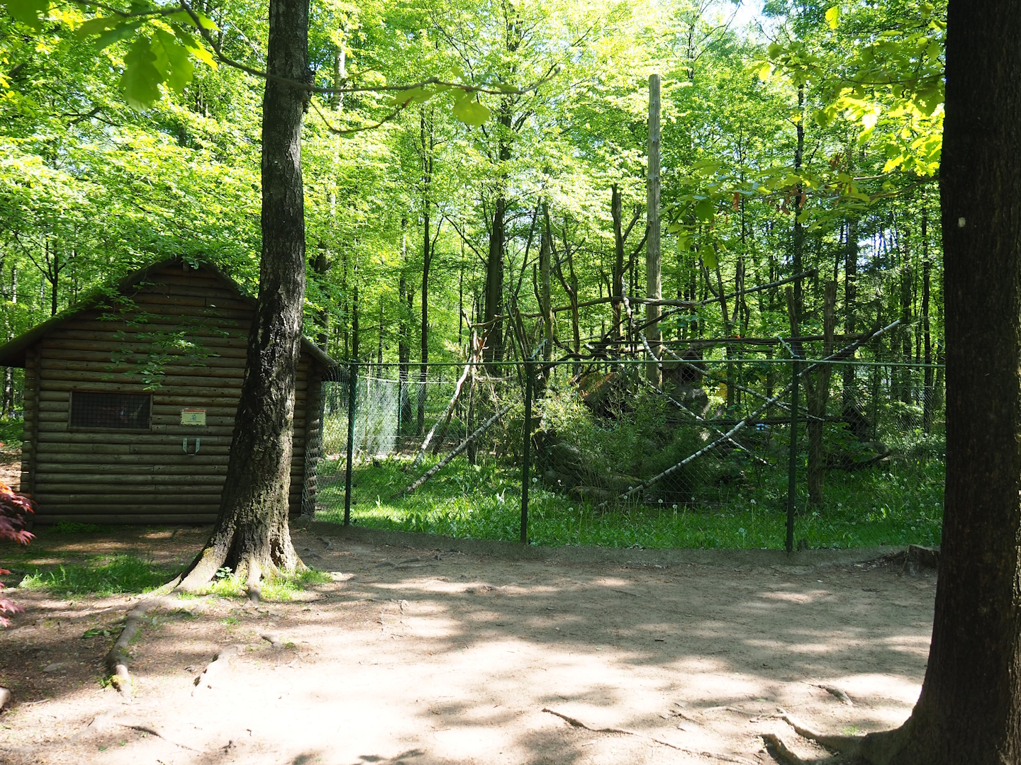 Red panda exhibit, 2023-05-19