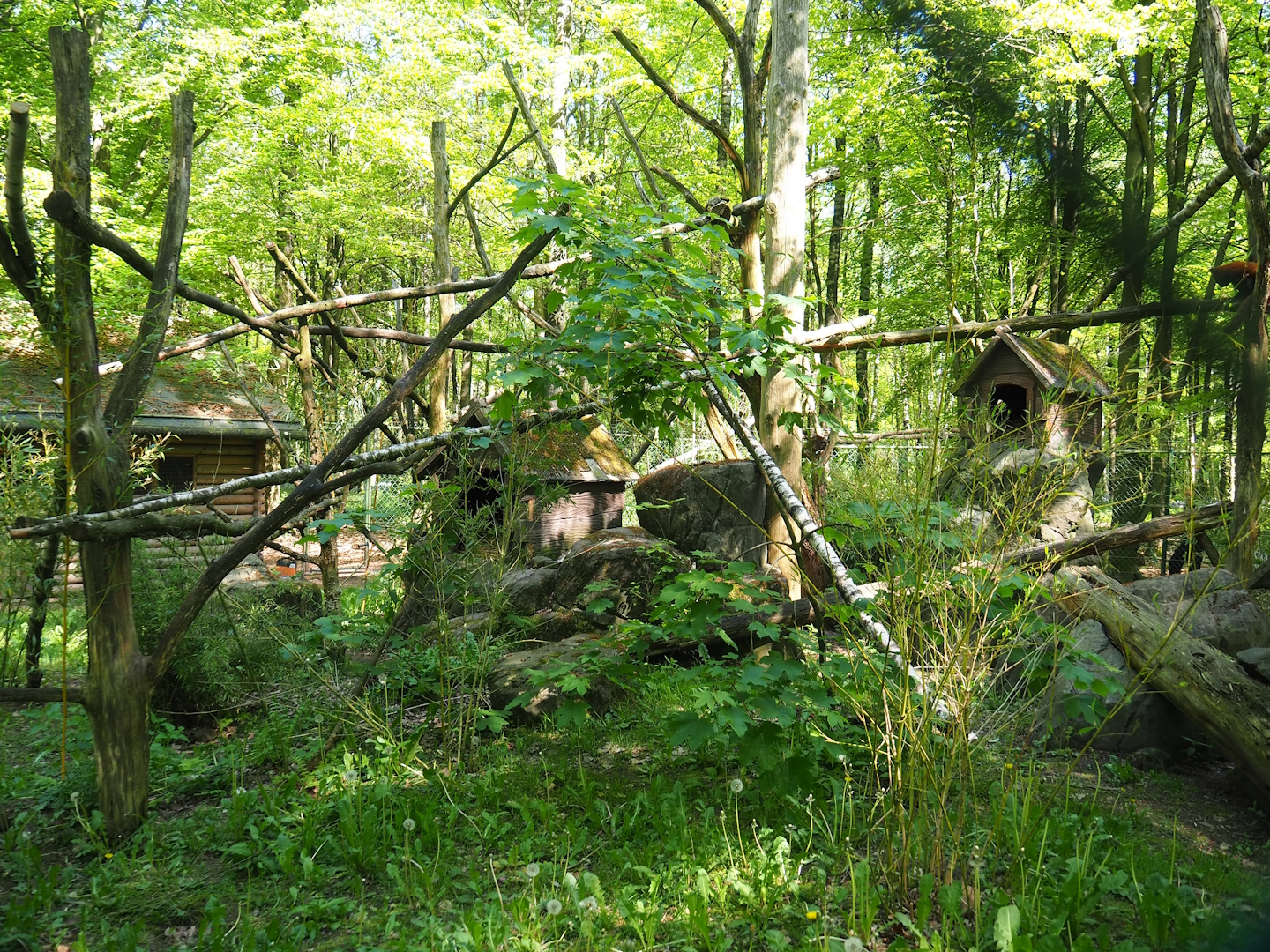 Red panda exhibit, 2023-05-19