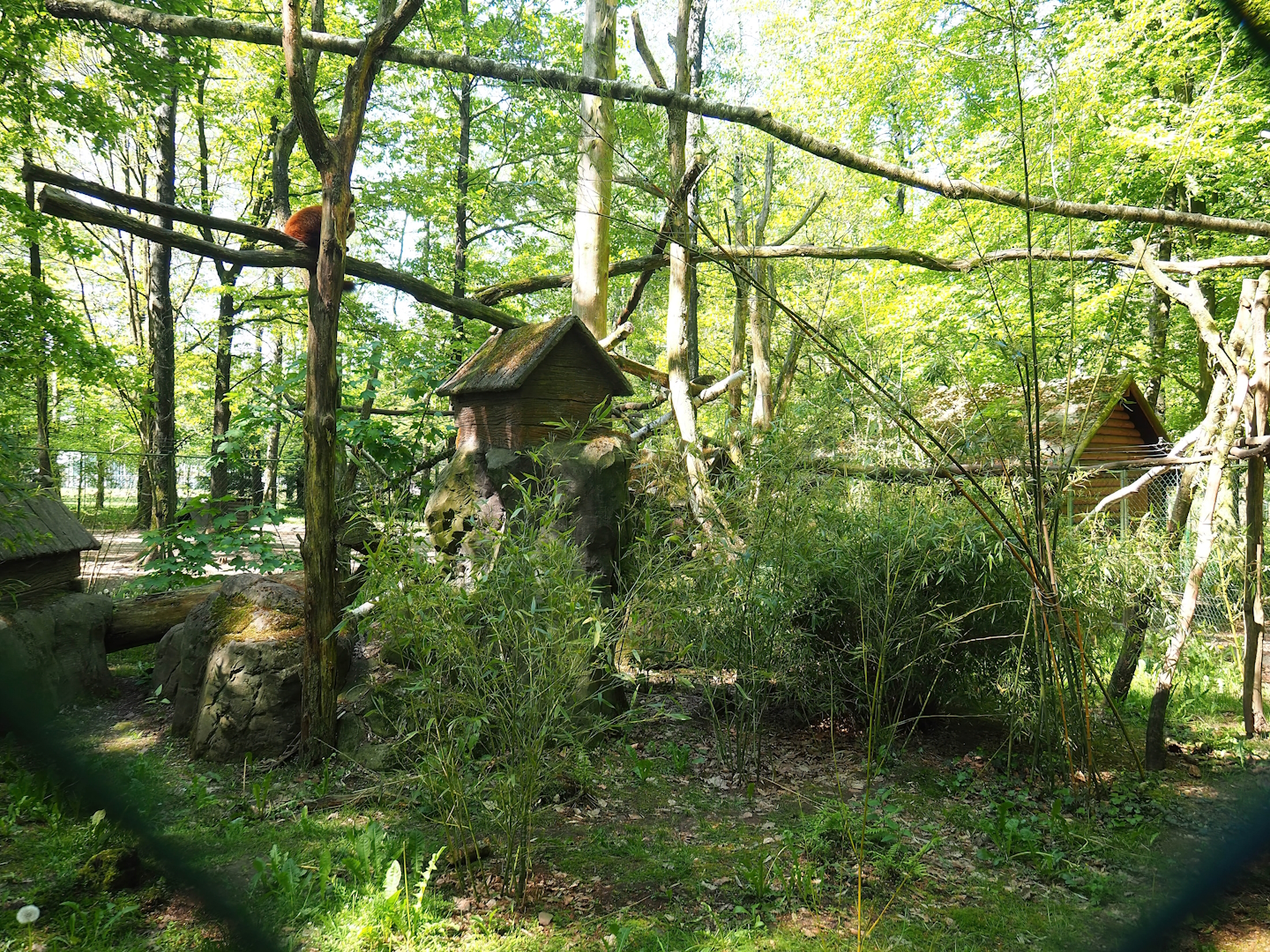 Red panda exhibit, 2023-05-19