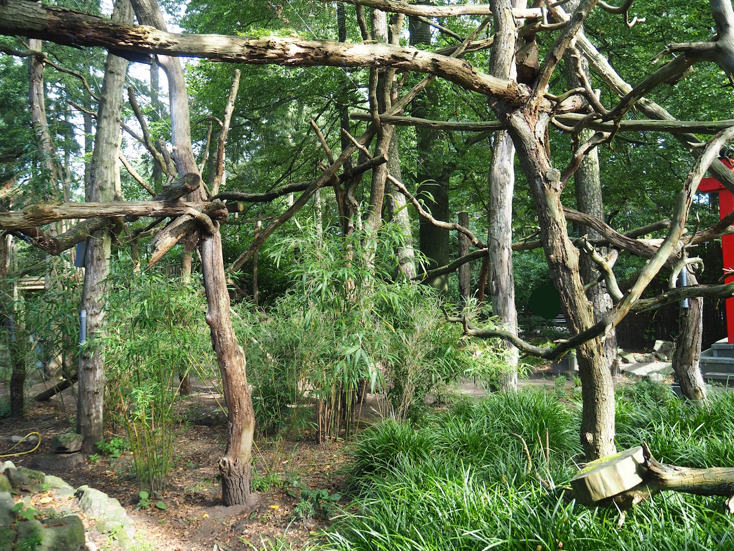 Red panda exhibit, 2023-09-24