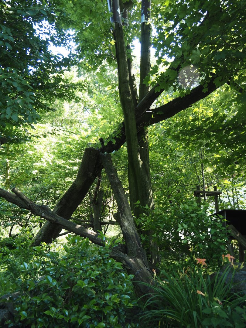 Red panda exhibit, 2024-06-08
