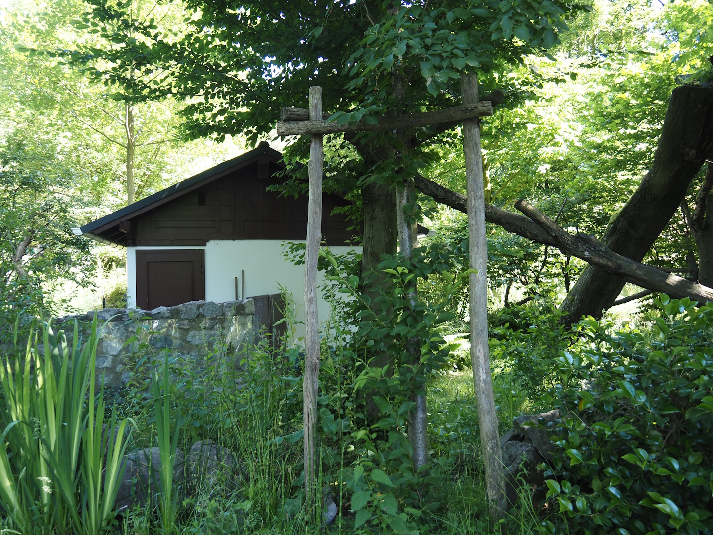 Red panda exhibit, 2024-06-08