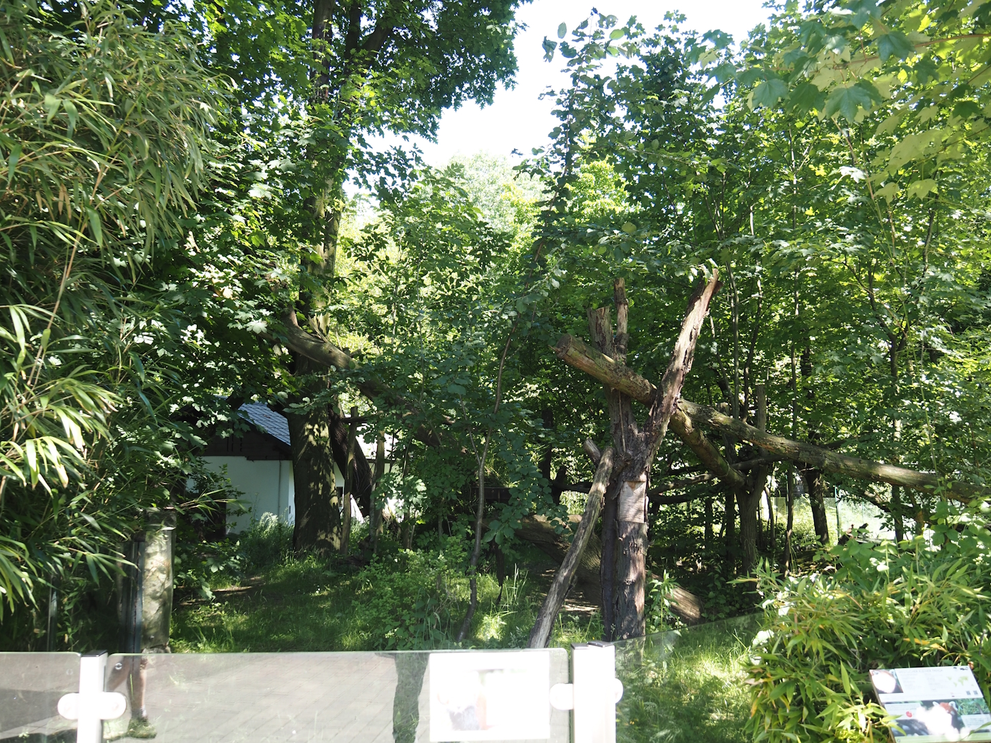 Red panda exhibit, 2024-06-08