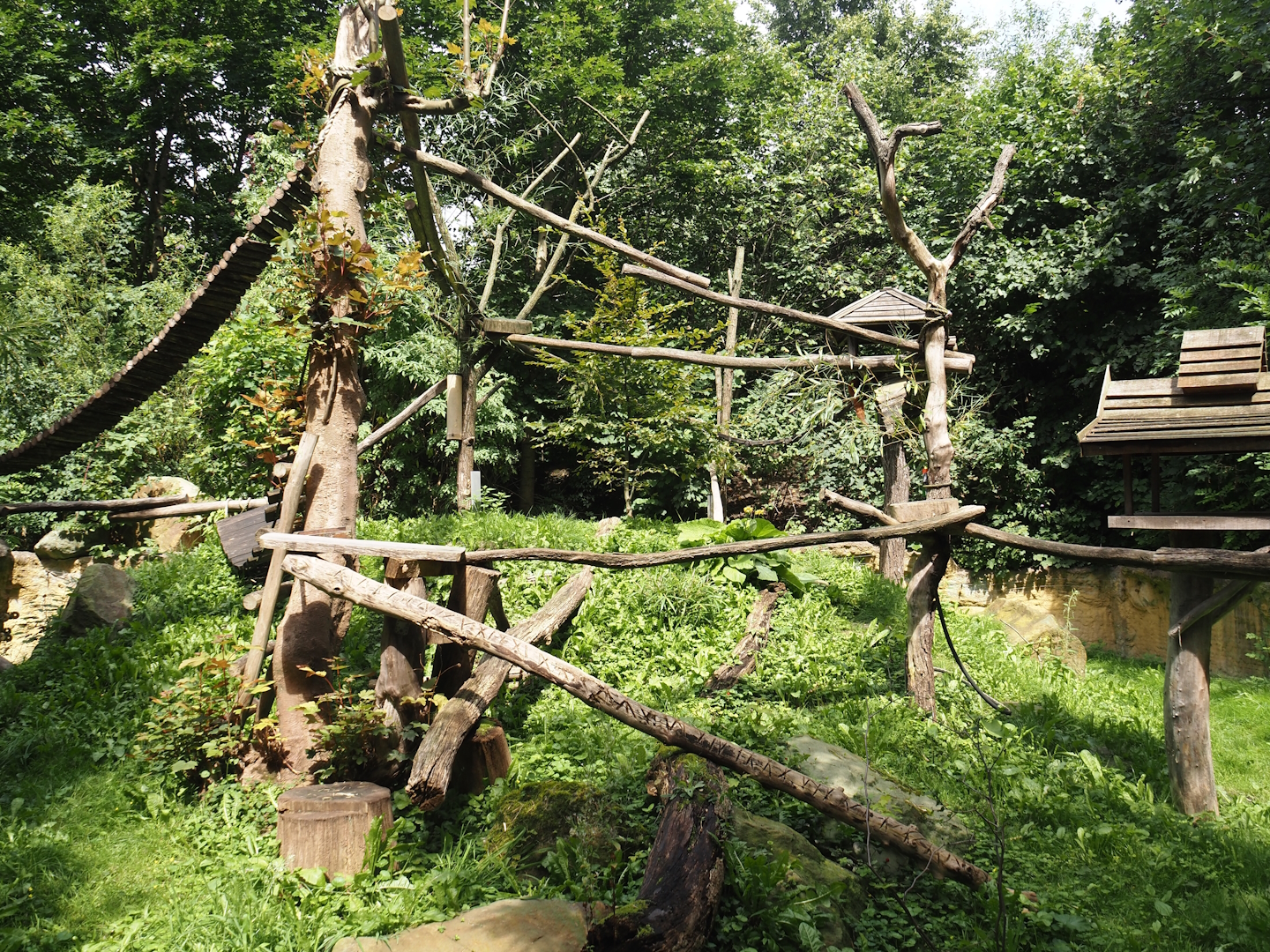 Red panda exhibit, 2024-08-05