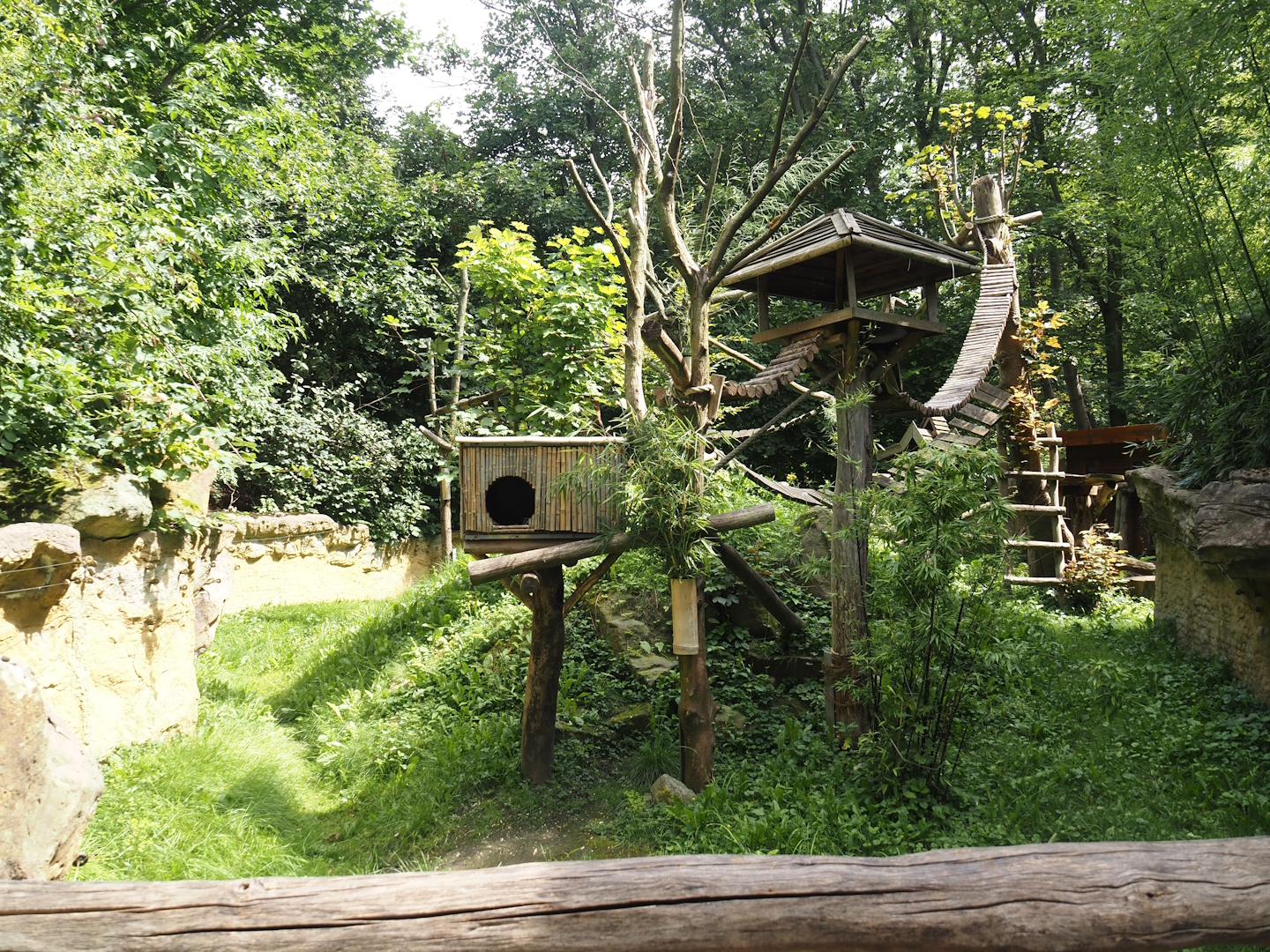 Red panda exhibit, 2024-08-05