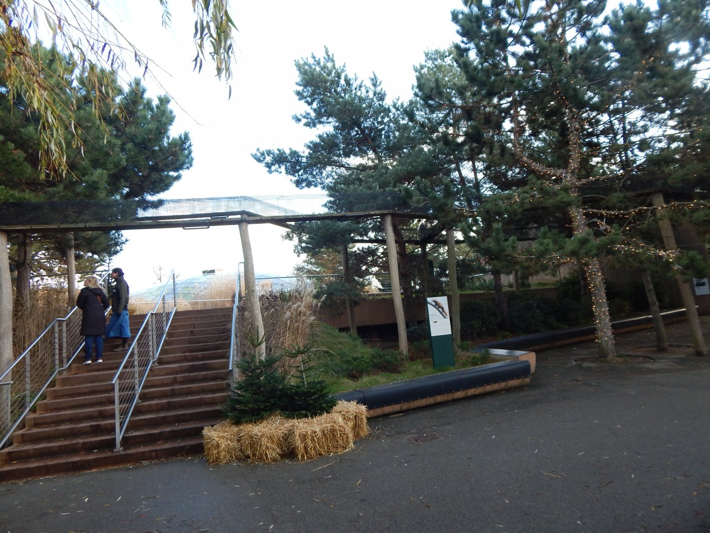 Red panda exhibit 261124