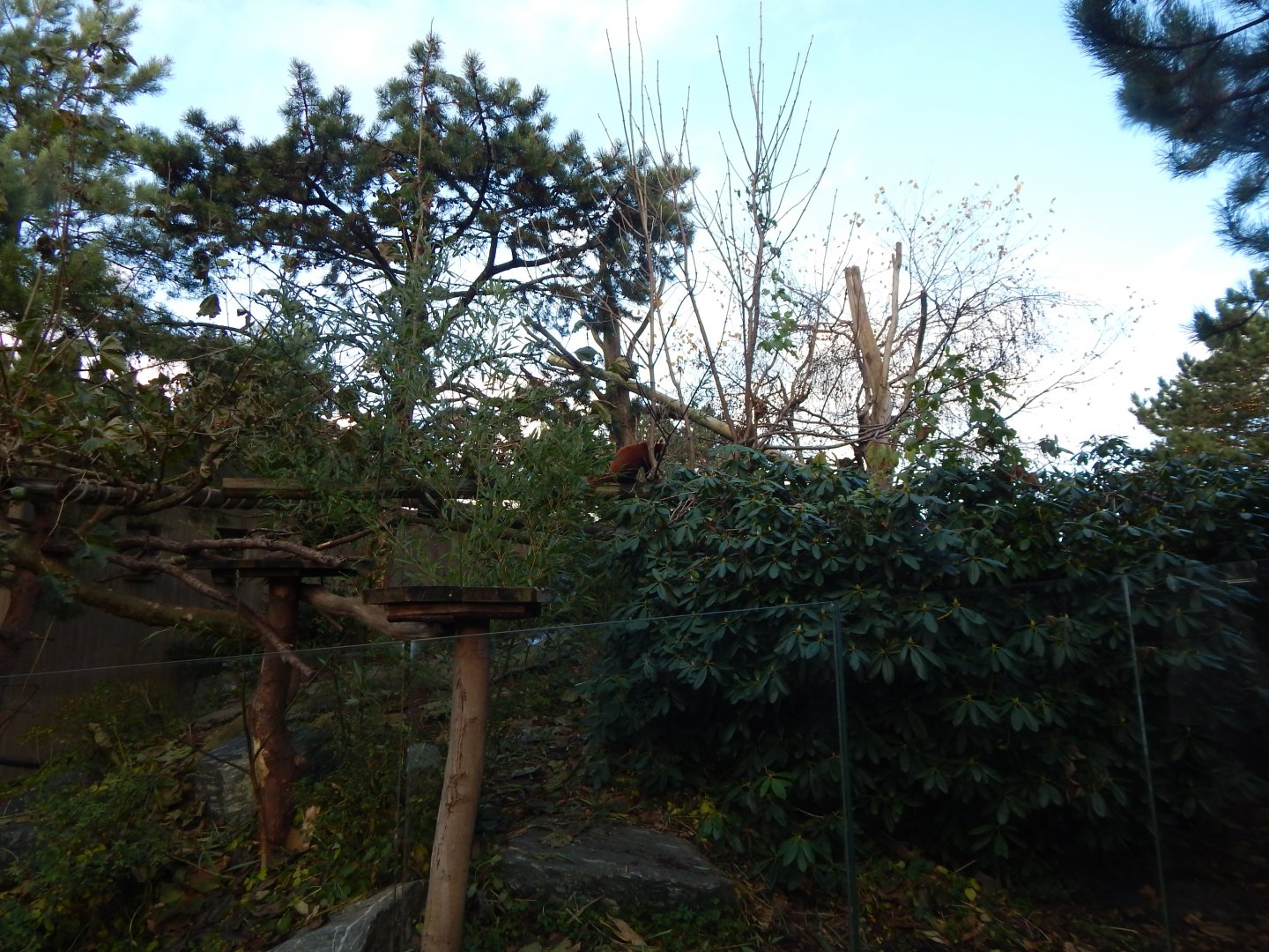 Red panda exhibit 261124