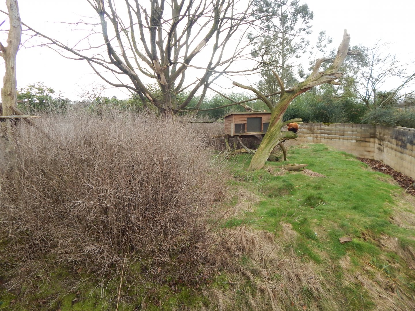 Red panda exhibit 280222