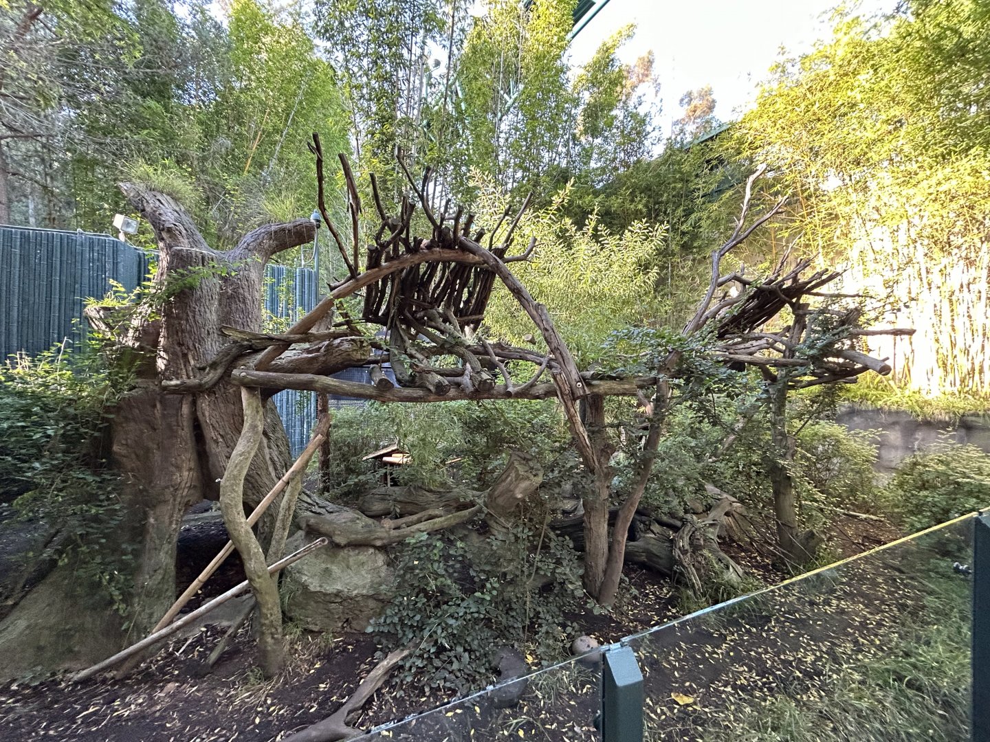 Red Panda Exhibit #3 - Asian Passage