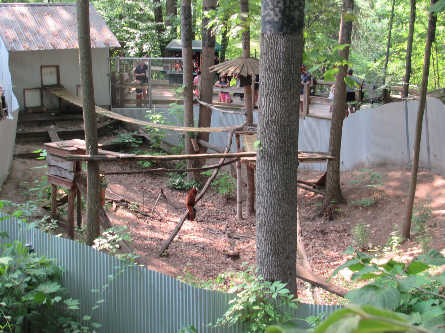 Red Panda Exhibit - 6/18/23