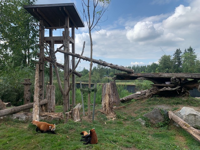 Red Panda Exhibit (a portion of the enclosure)