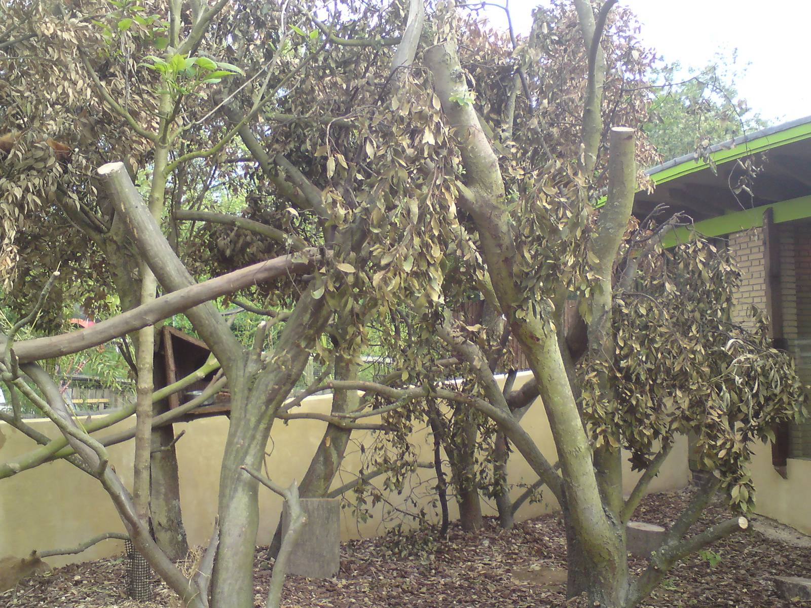 Red panda exhibit, Animal Adventure