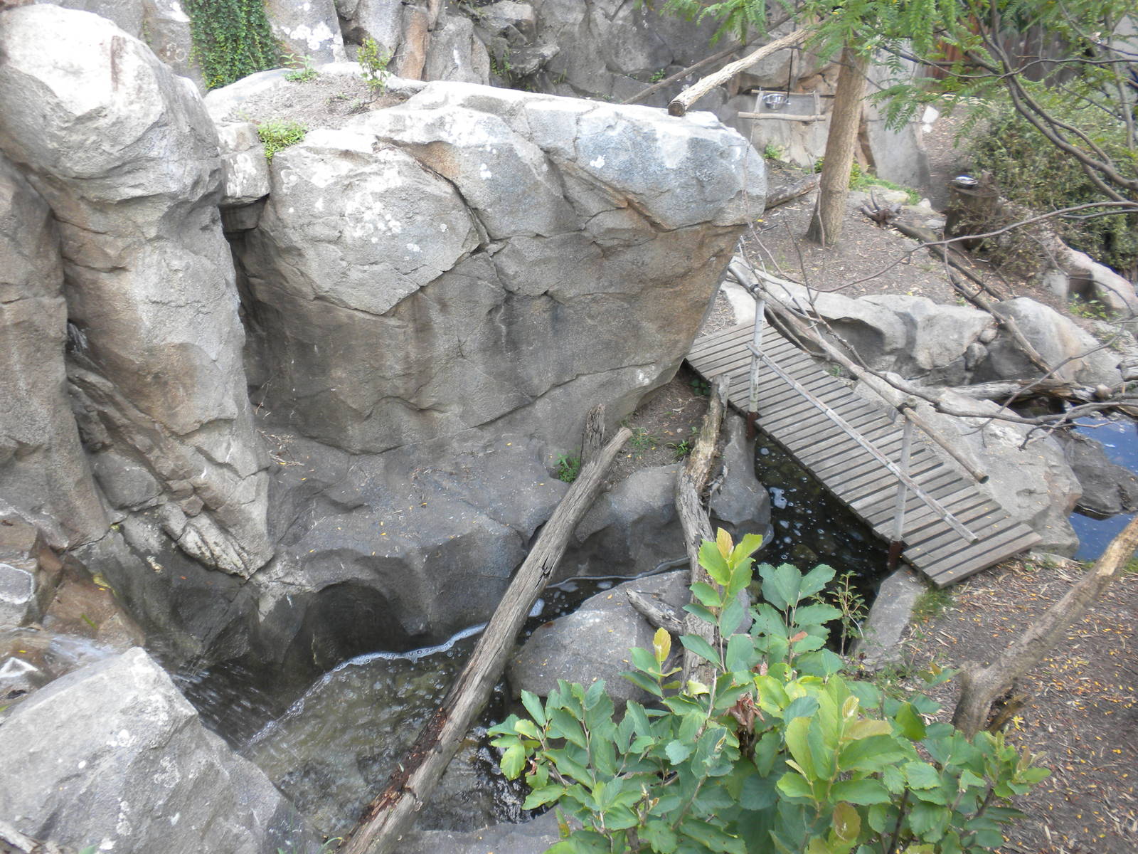 Red Panda Exhibit  [Asia Trail]