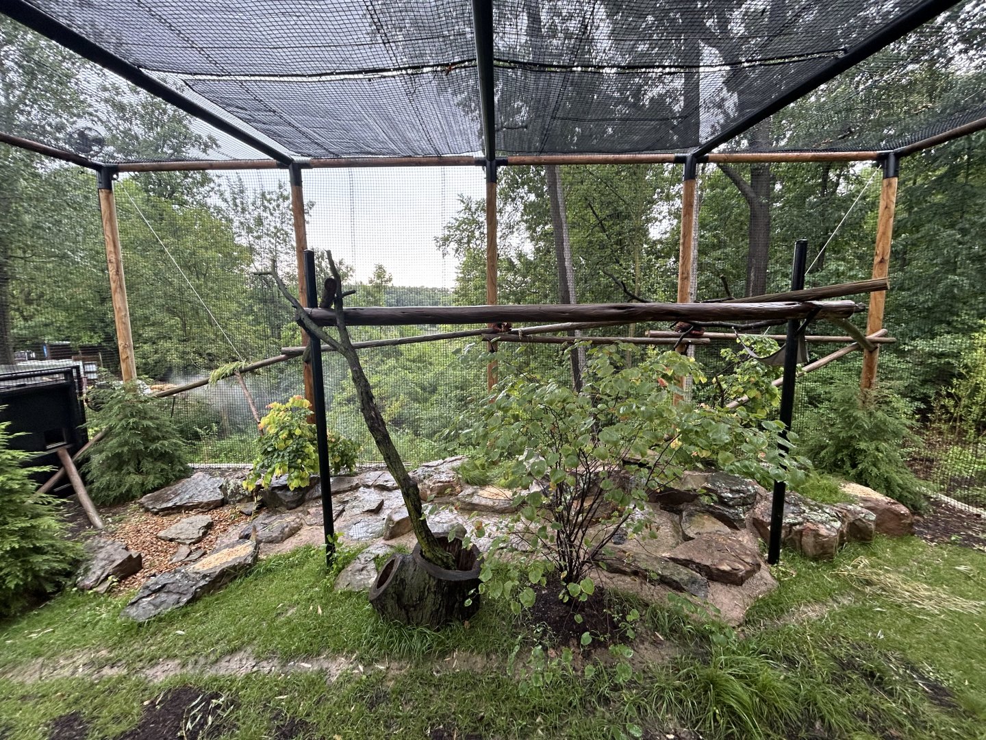 Red Panda Exhibit - Asian Trek