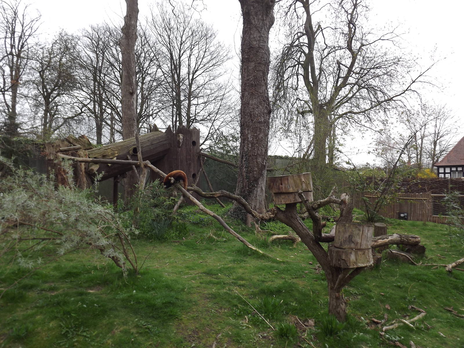 Red Panda exhibit at Chester Zoo 31/03/12