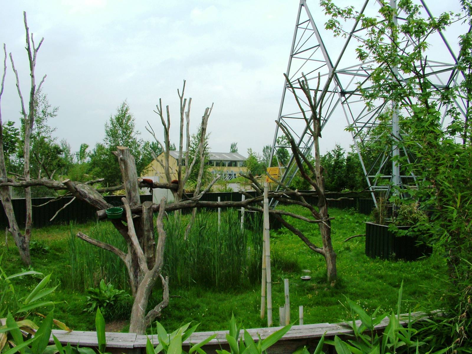 Red Panda Exhibit at Dierenrijk, 31/05/12
