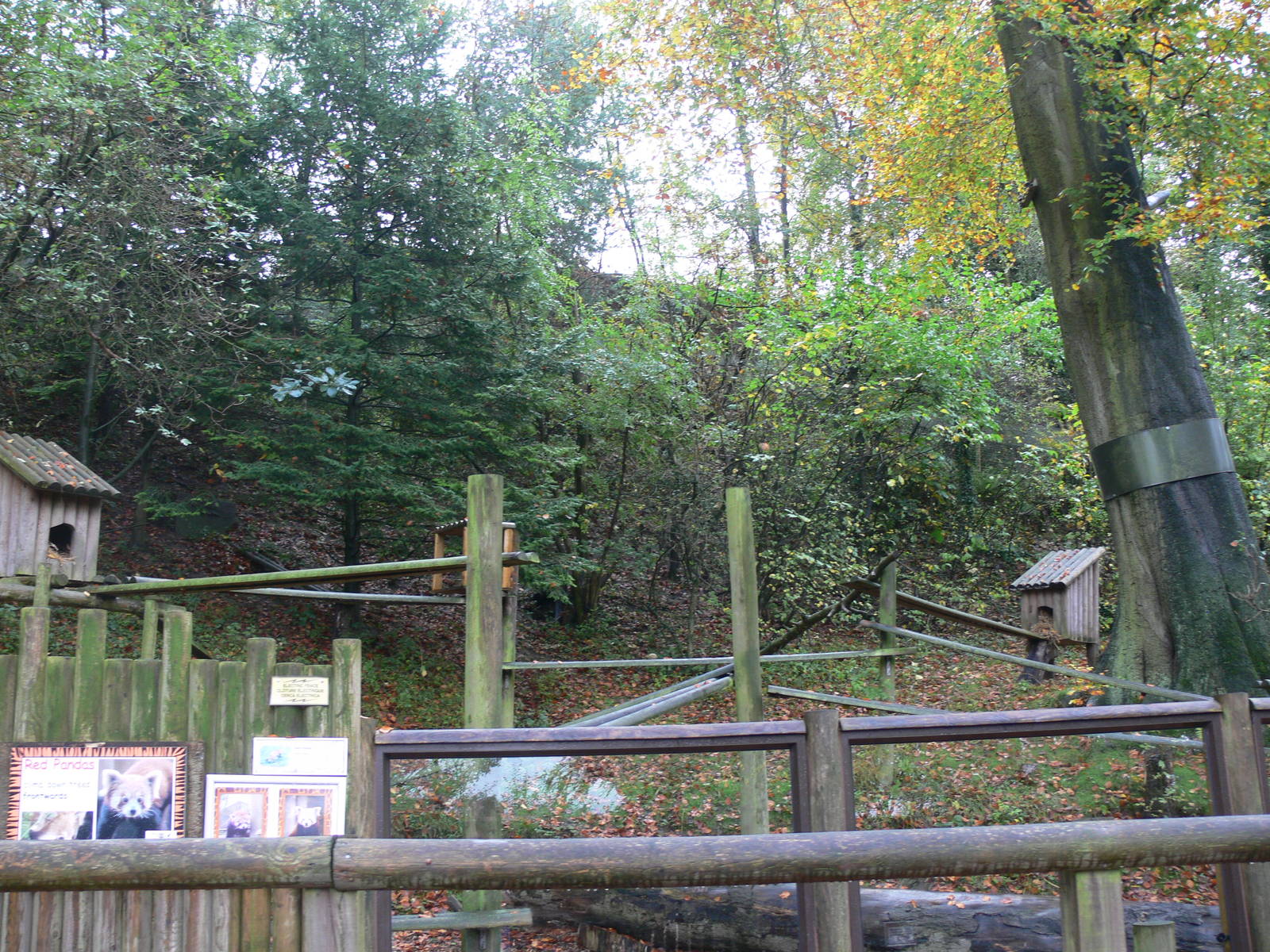 Red Panda exhibit at Dudley, 02/11/13