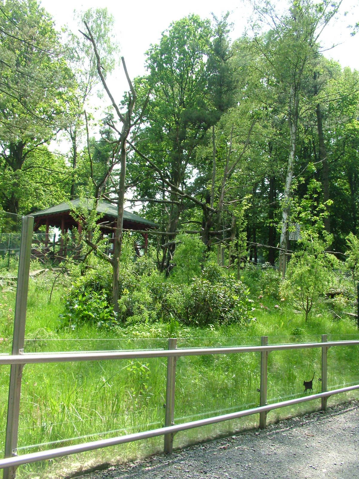 Red Panda exhibit at Ostrava, 29/05/10