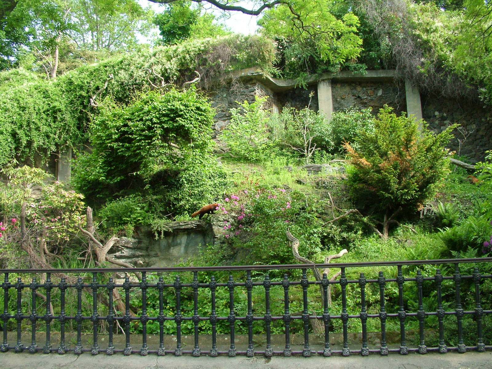 Red Panda exhibit at Prague, 24/05/10