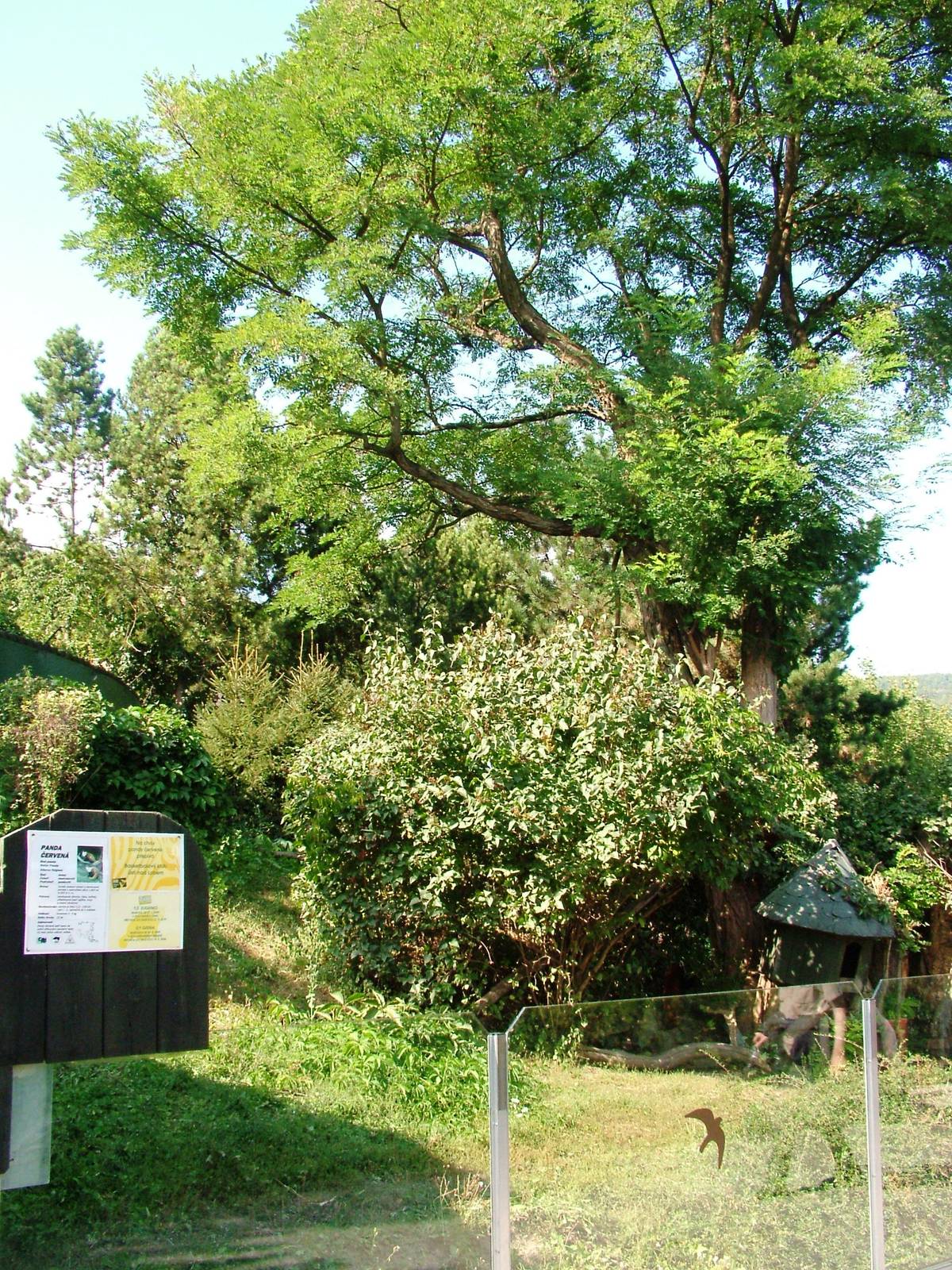 Red Panda Exhibit at Usti, 29/08/12