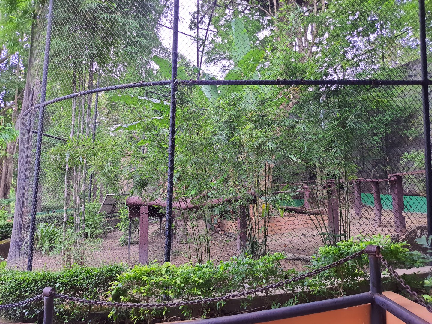 Red Panda Exhibit- Chiang Mai Zoo