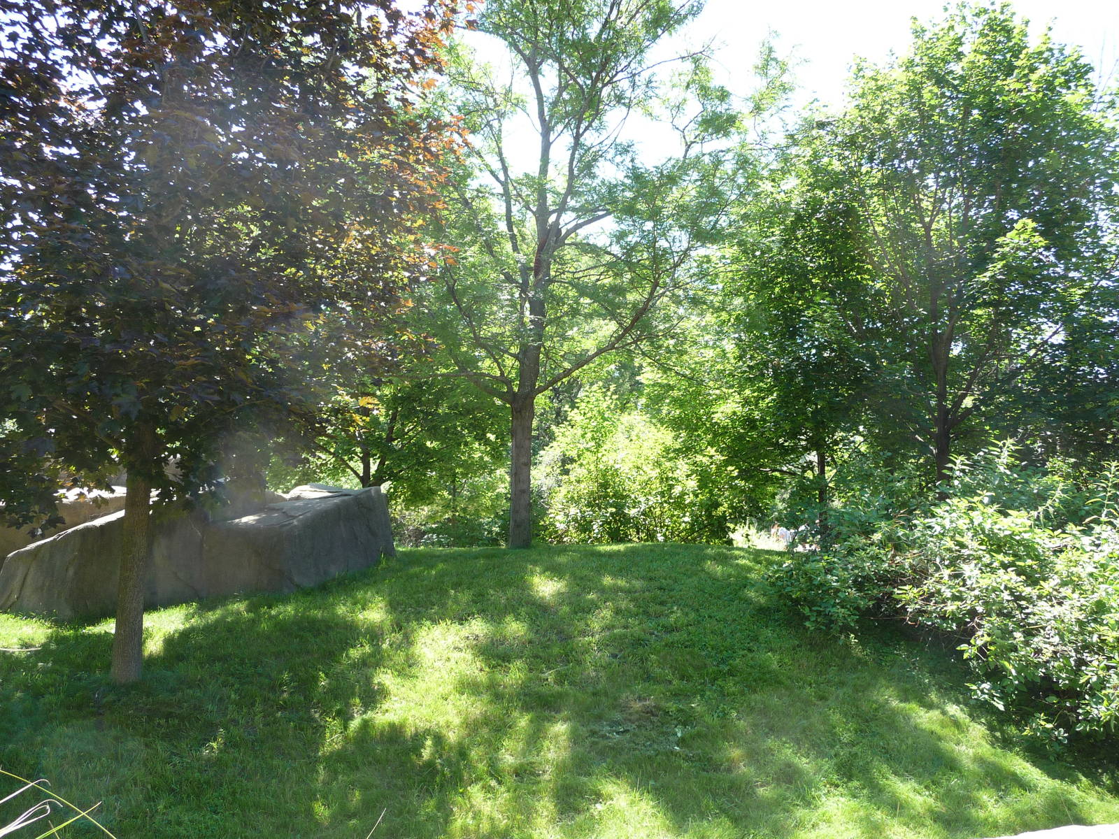 Red Panda Exhibit - Detroit Zoo