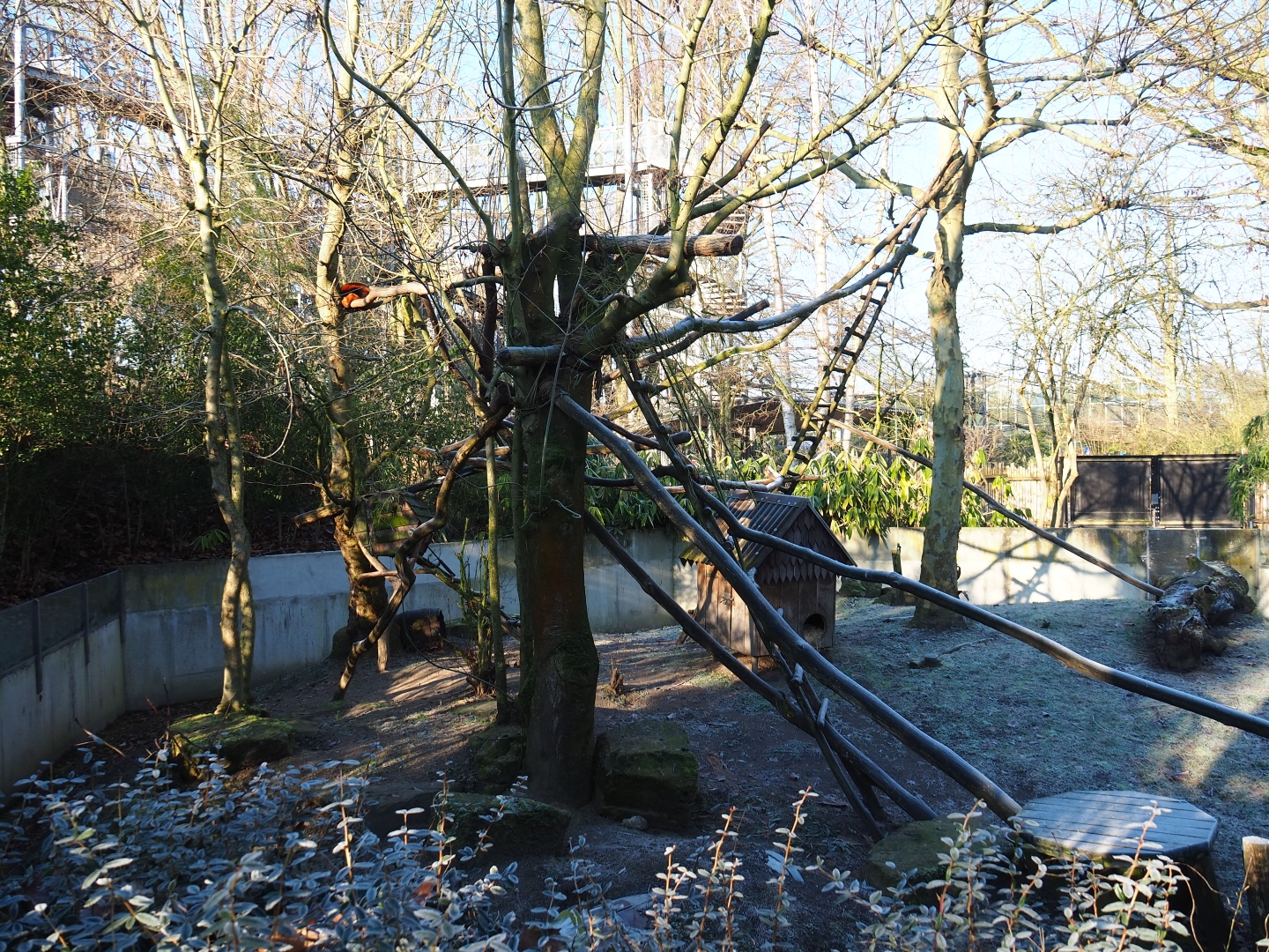 Red panda exhibit (Jan 20th, 2019)