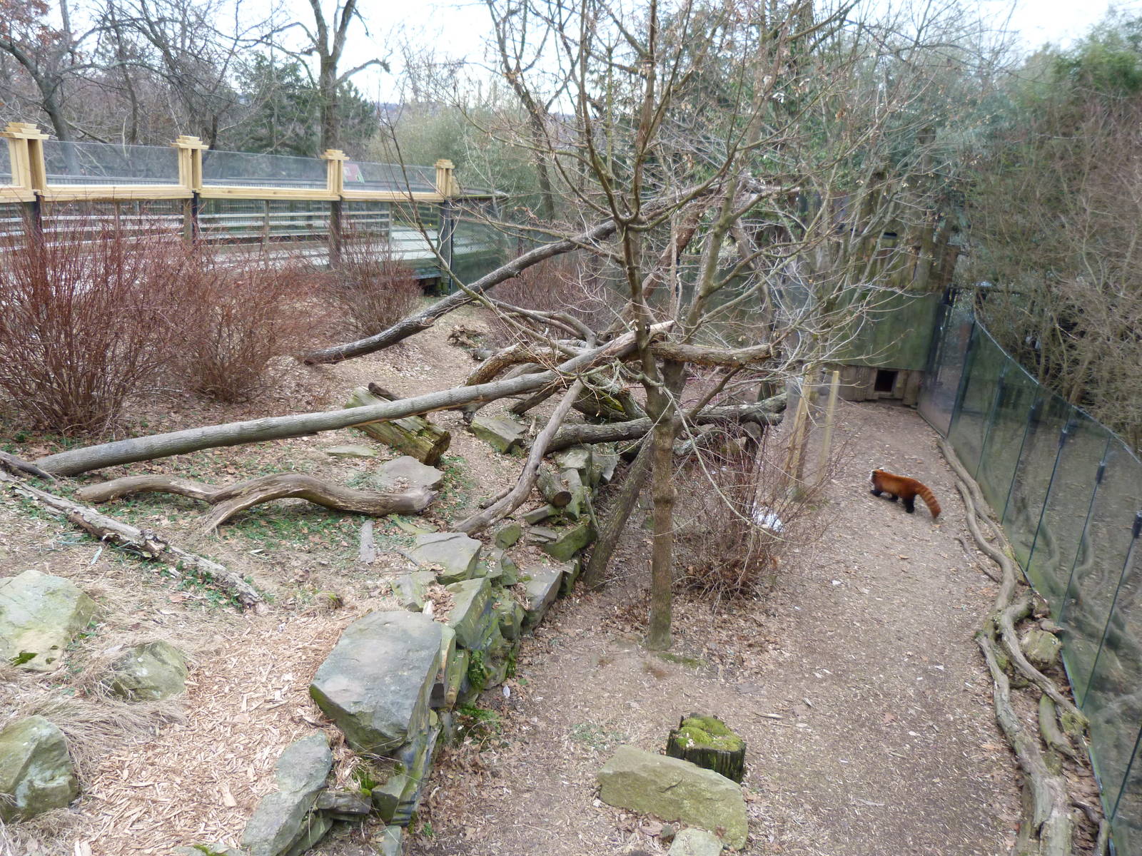 Red Panda Exhibit - January 2014