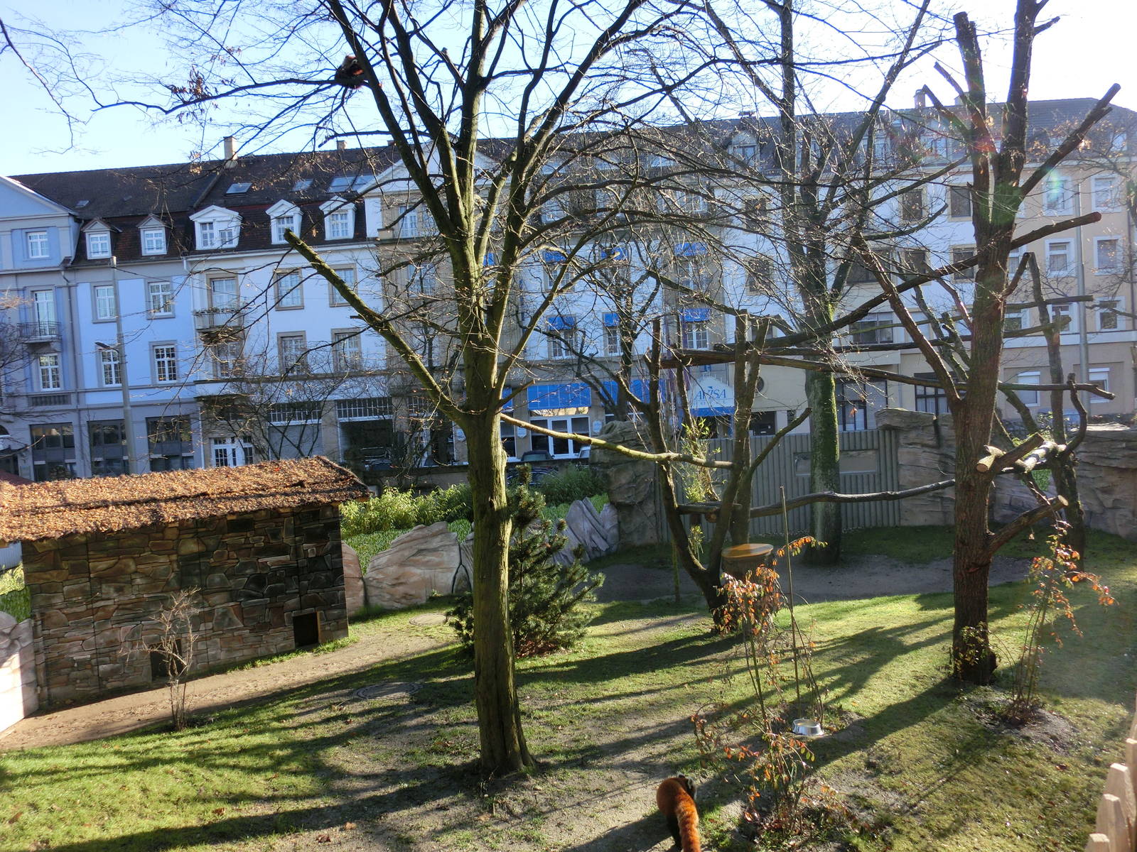 red panda exhibit - Karlsruhe Zoo