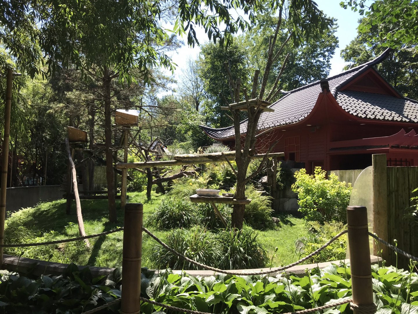 Red panda exhibit lower area viewing