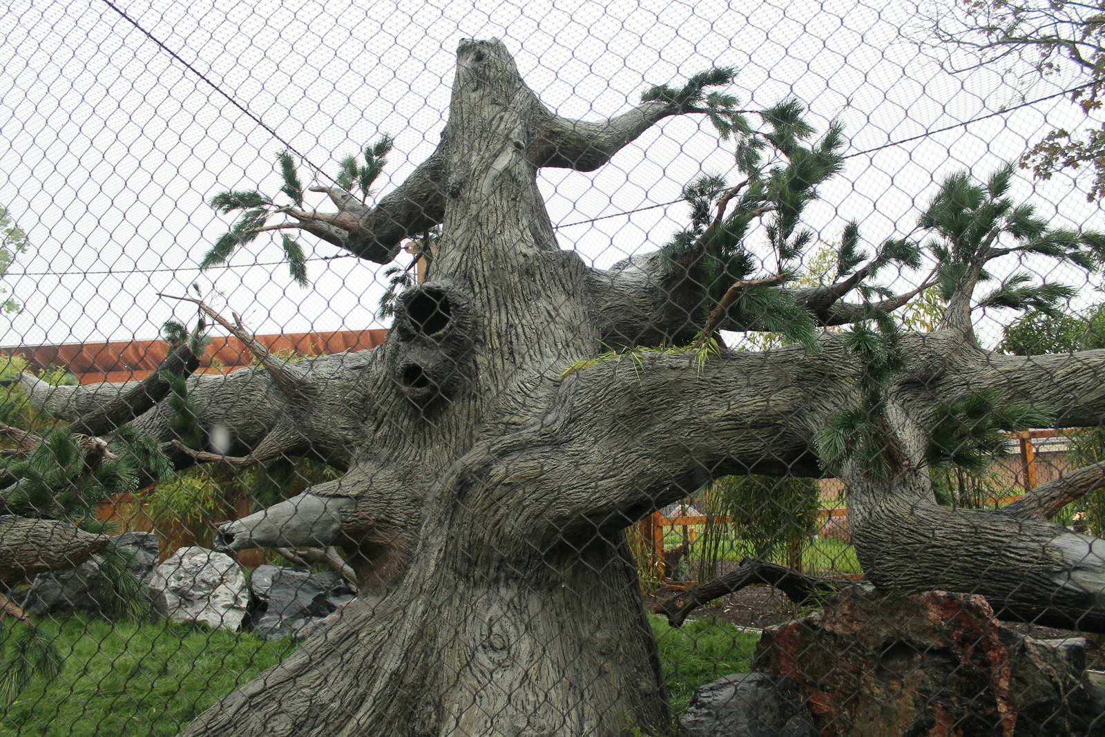 Red panda exhibit - man-made tree