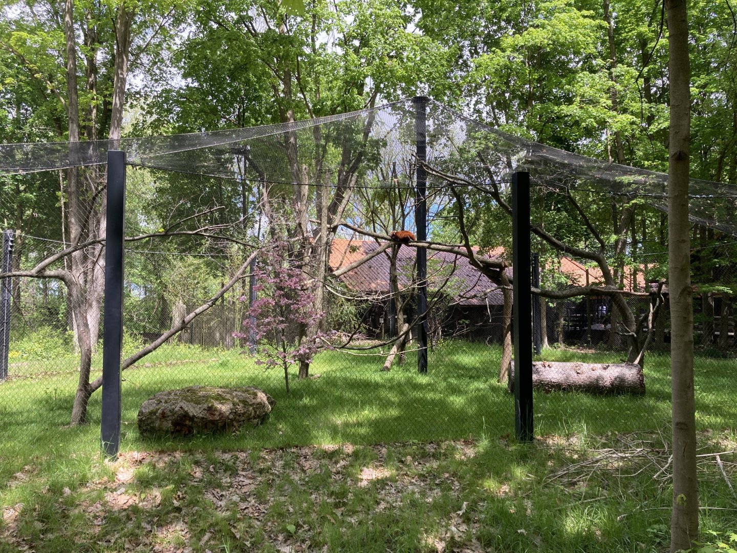 Red Panda Exhibit (New in 2023)