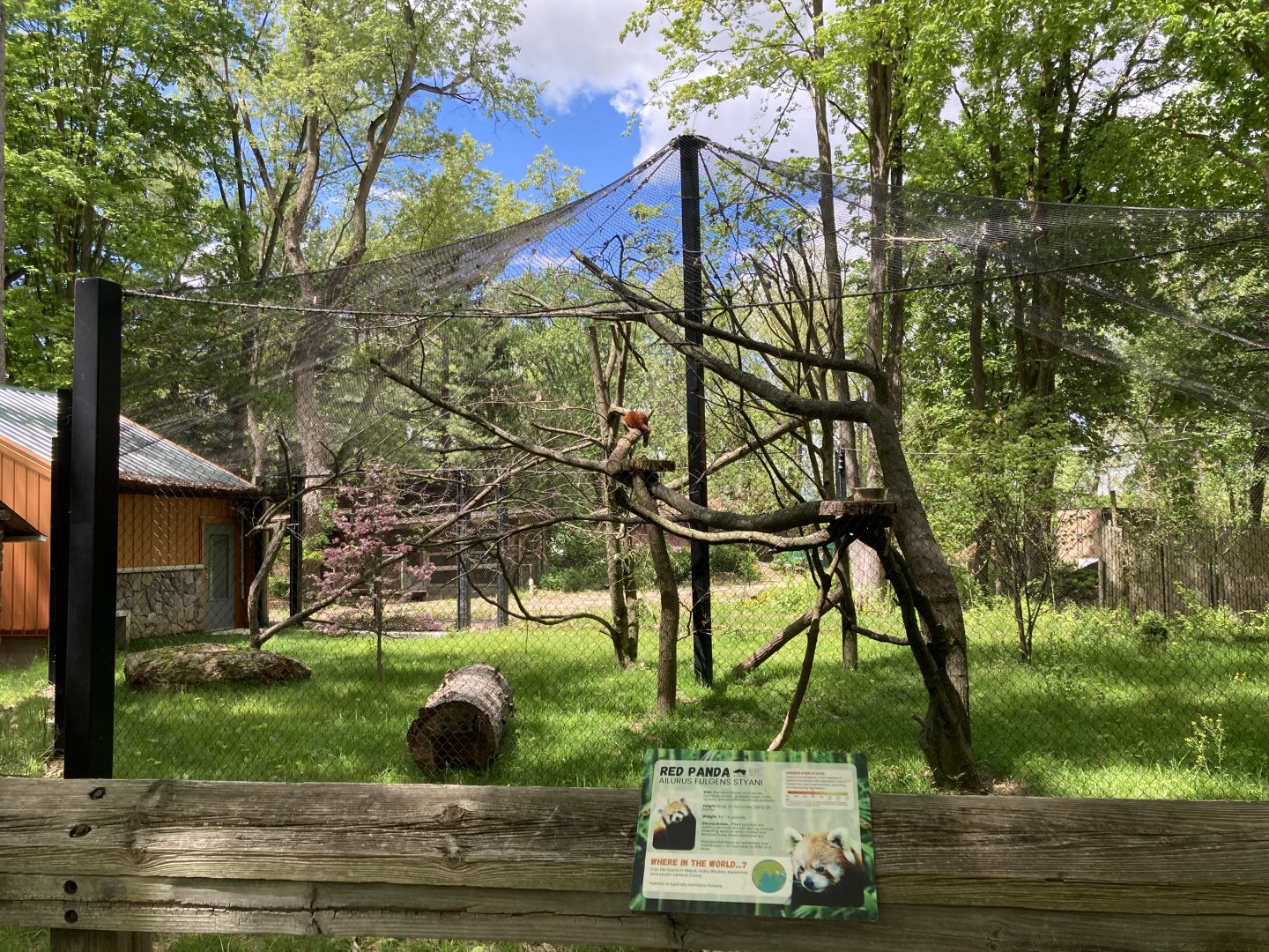 Red Panda Exhibit (New in 2023)