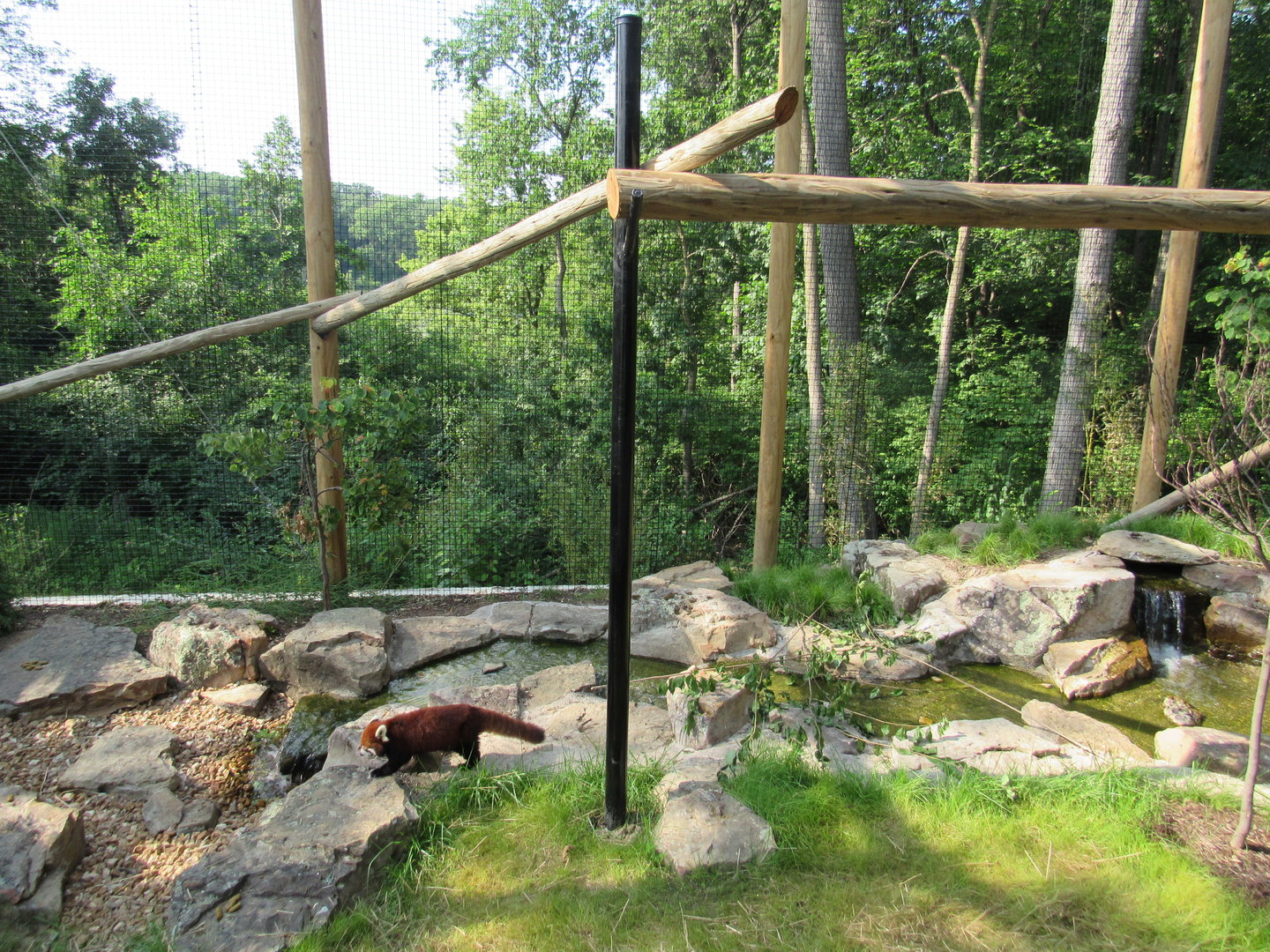 Red Panda Exhibit, Red Panda Ridge (New in 2023)