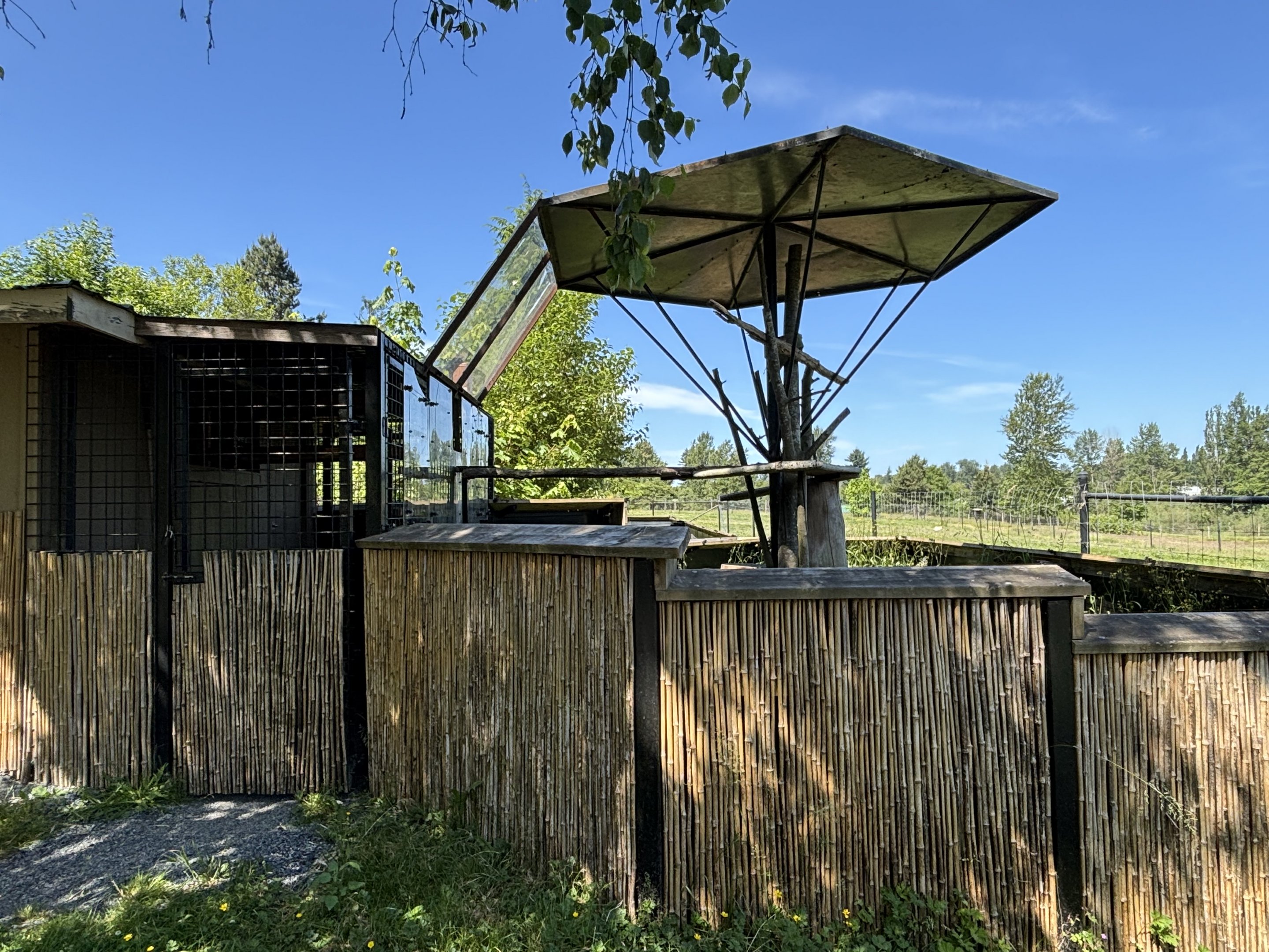 Red Panda Exhibit - side yard