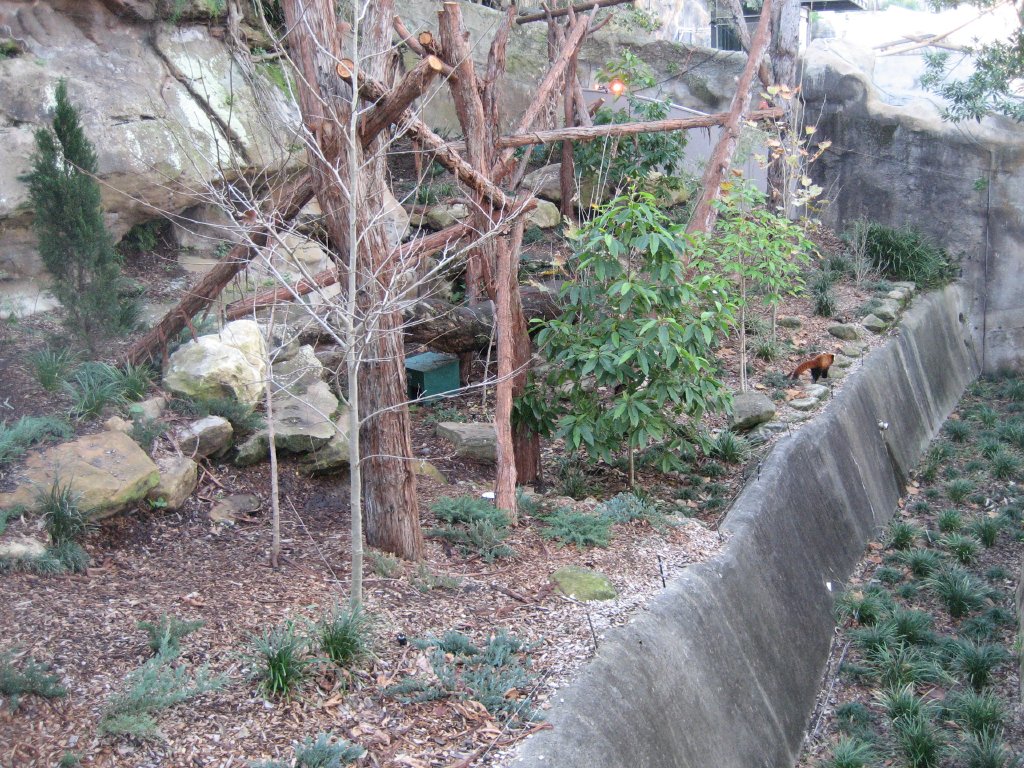 Red Panda exhibit, with Panda