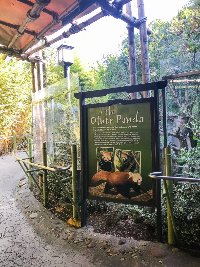 Red panda exhibit with plexiglass surround.