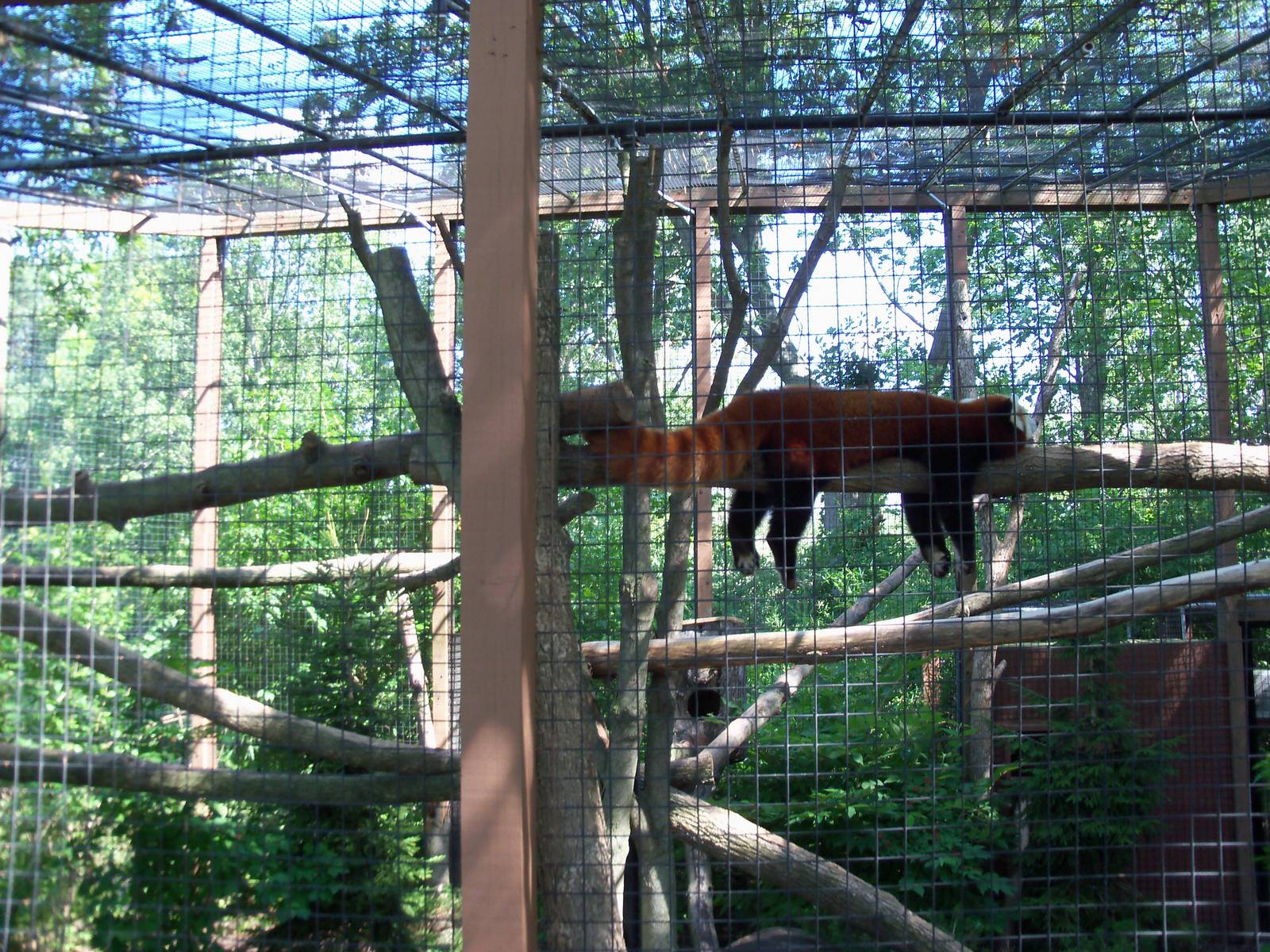 Red Panda Exhibit