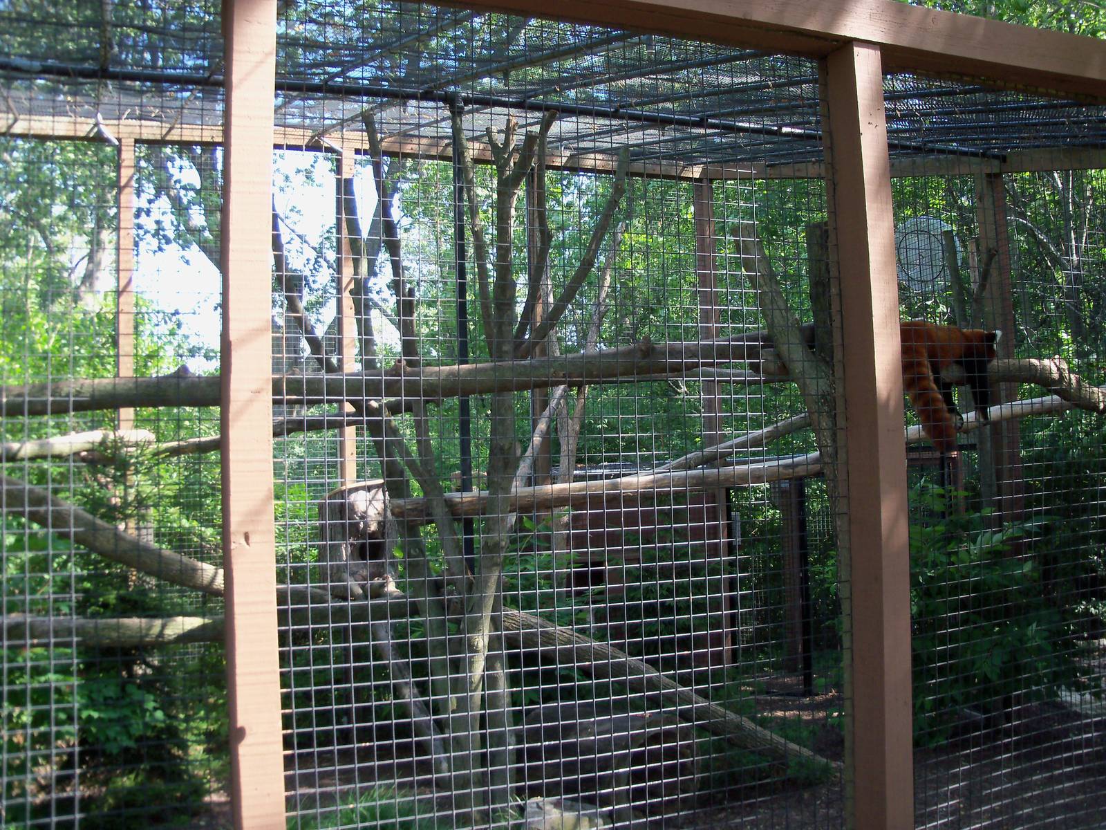Red Panda Exhibit