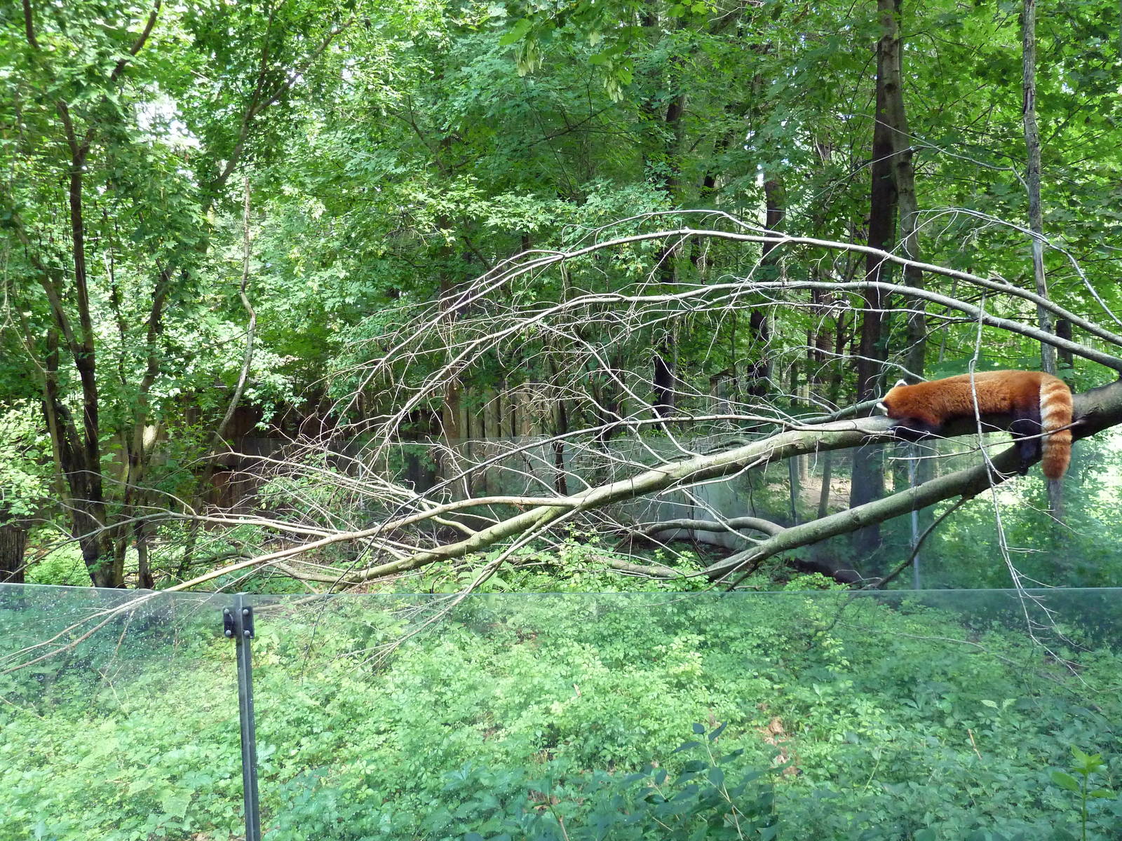 Red Panda Exhibit