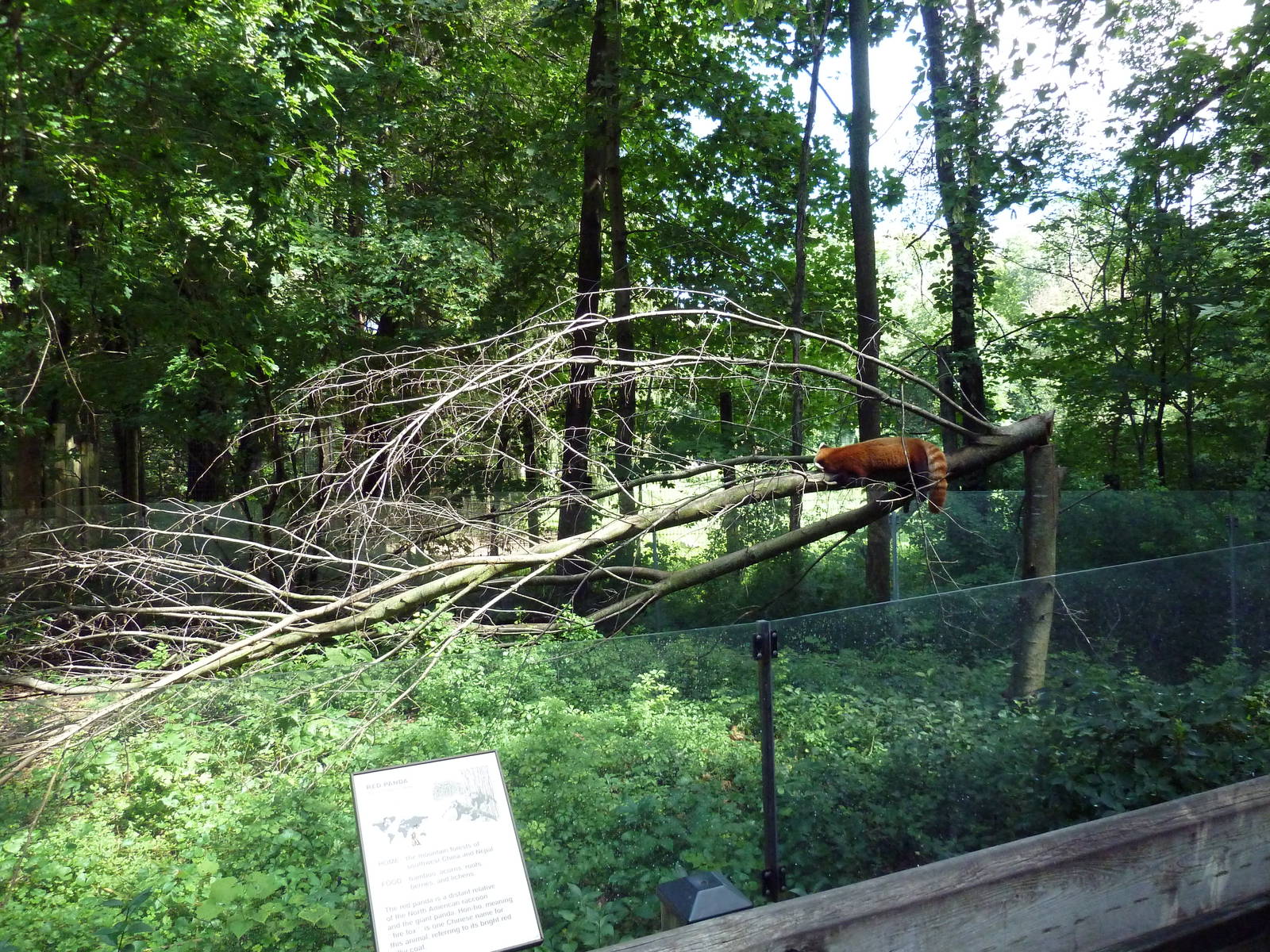 Red Panda Exhibit