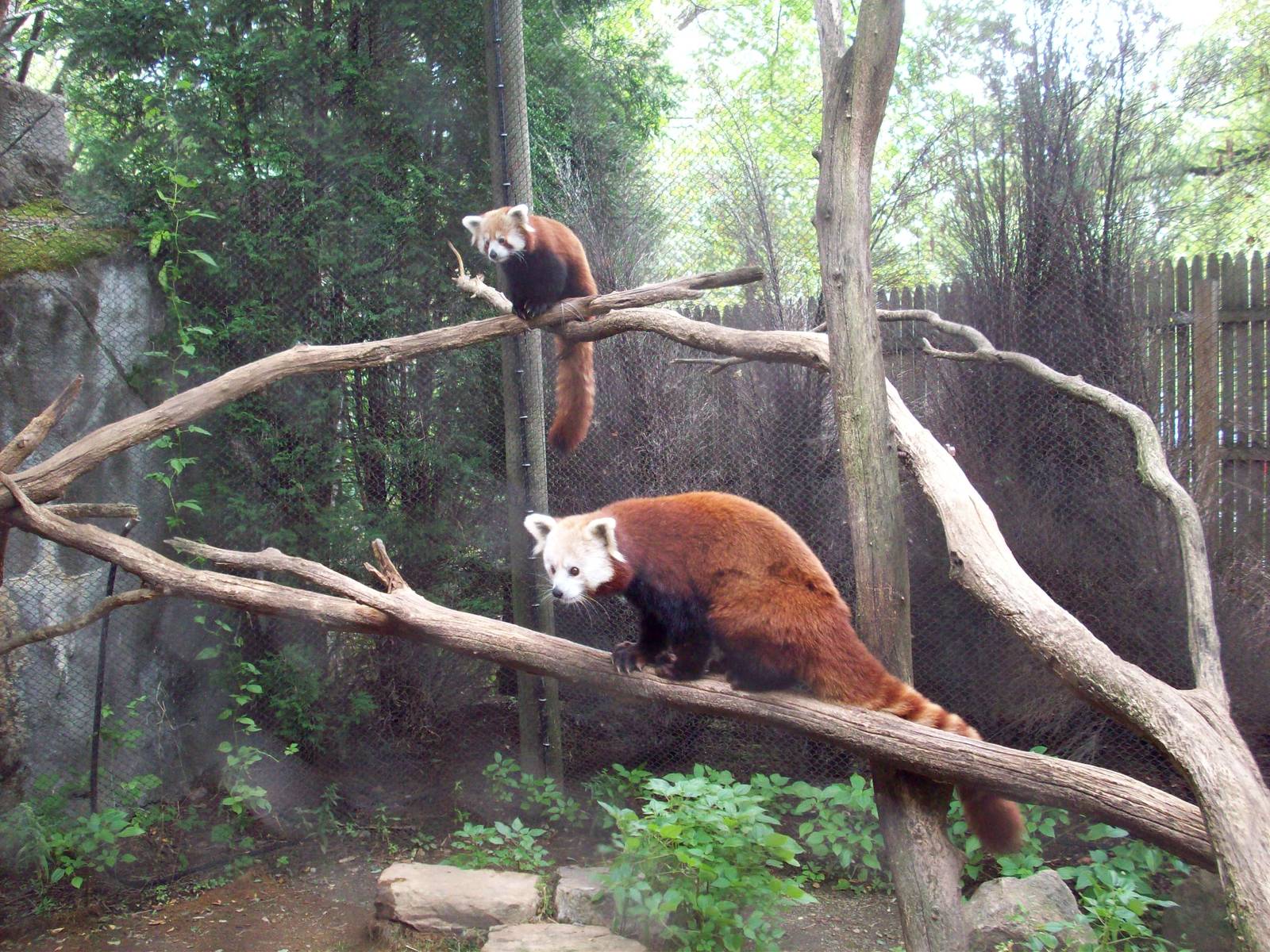Red Panda Exhibit
