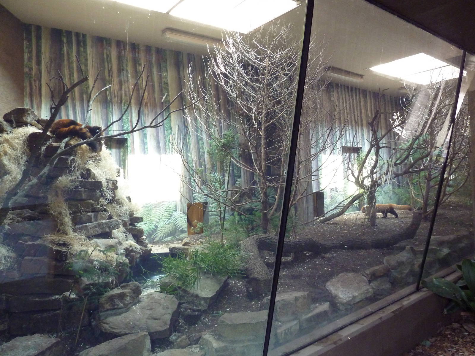 Red Panda Exhibit
