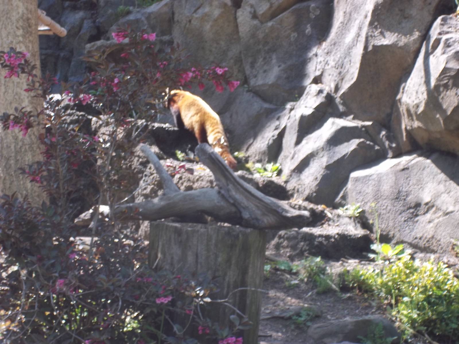 Red Panda Exhibit