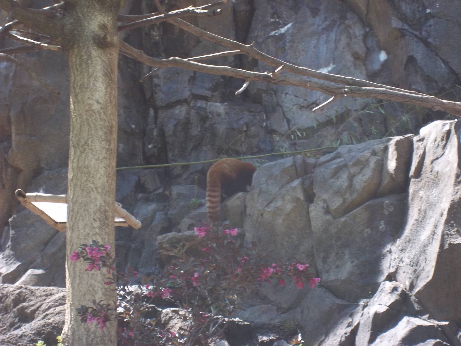 Red Panda Exhibit