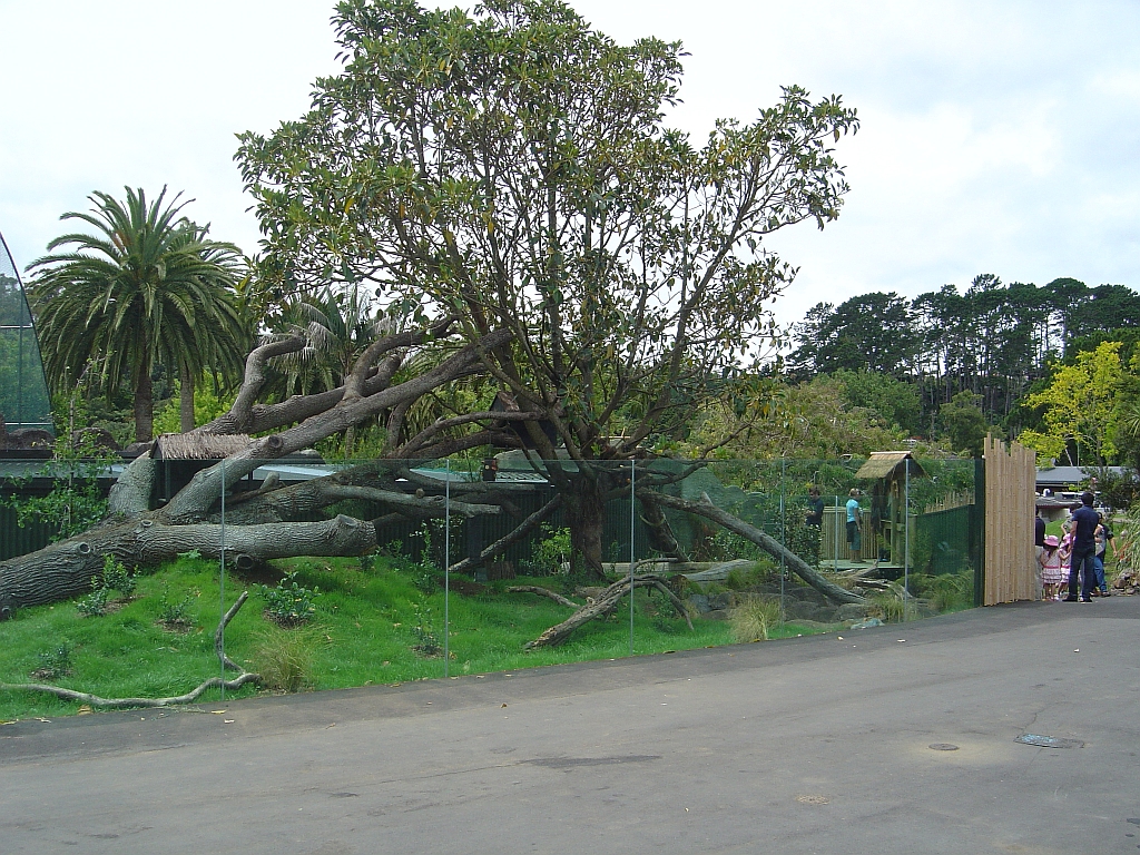 Red Panda Exhibit